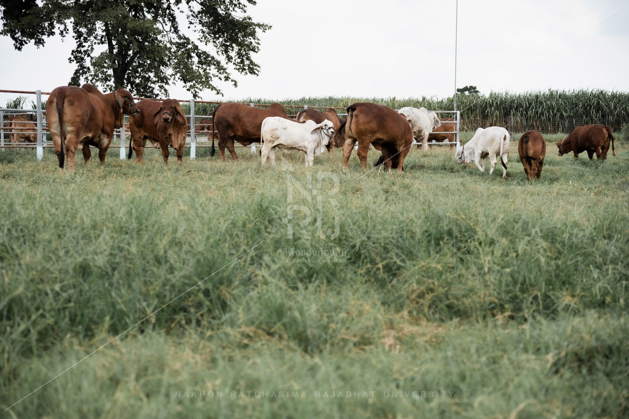 Cow (11)