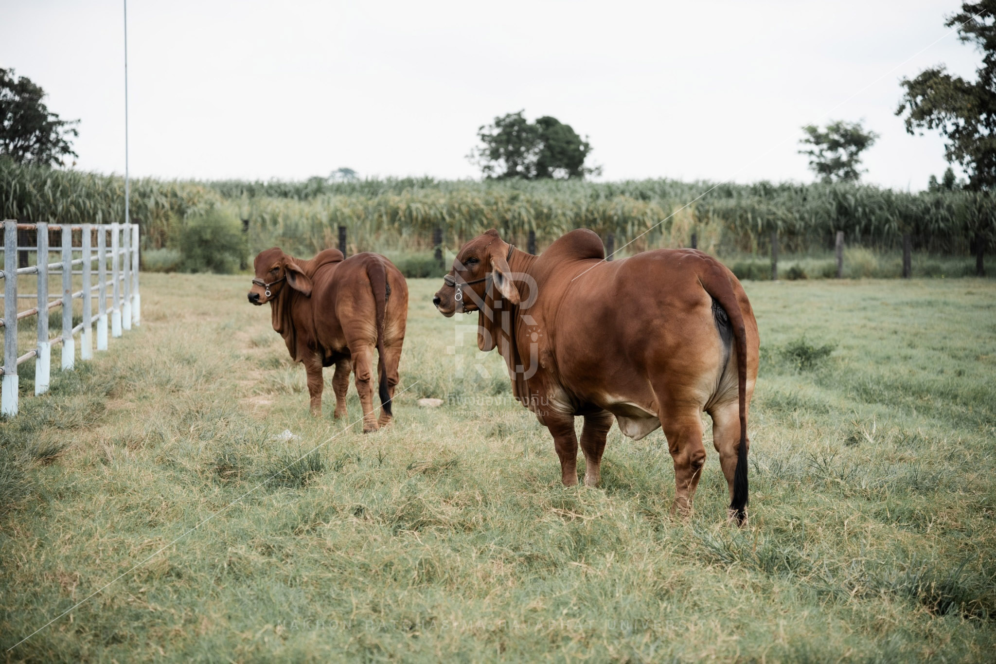 Cow (12)
