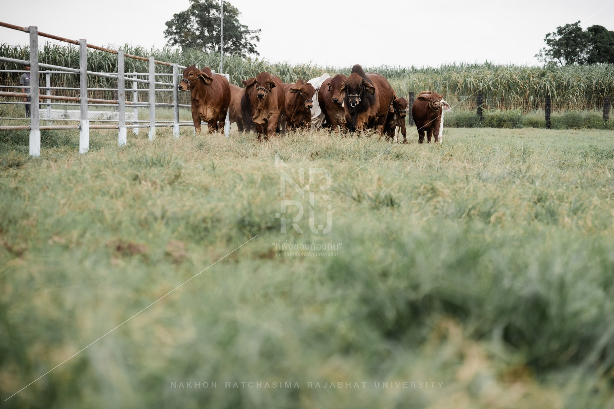 Cow (13)