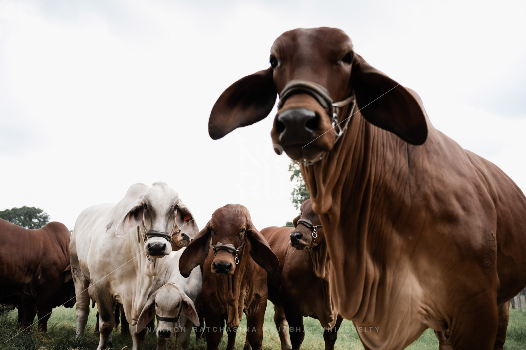Cow (14)