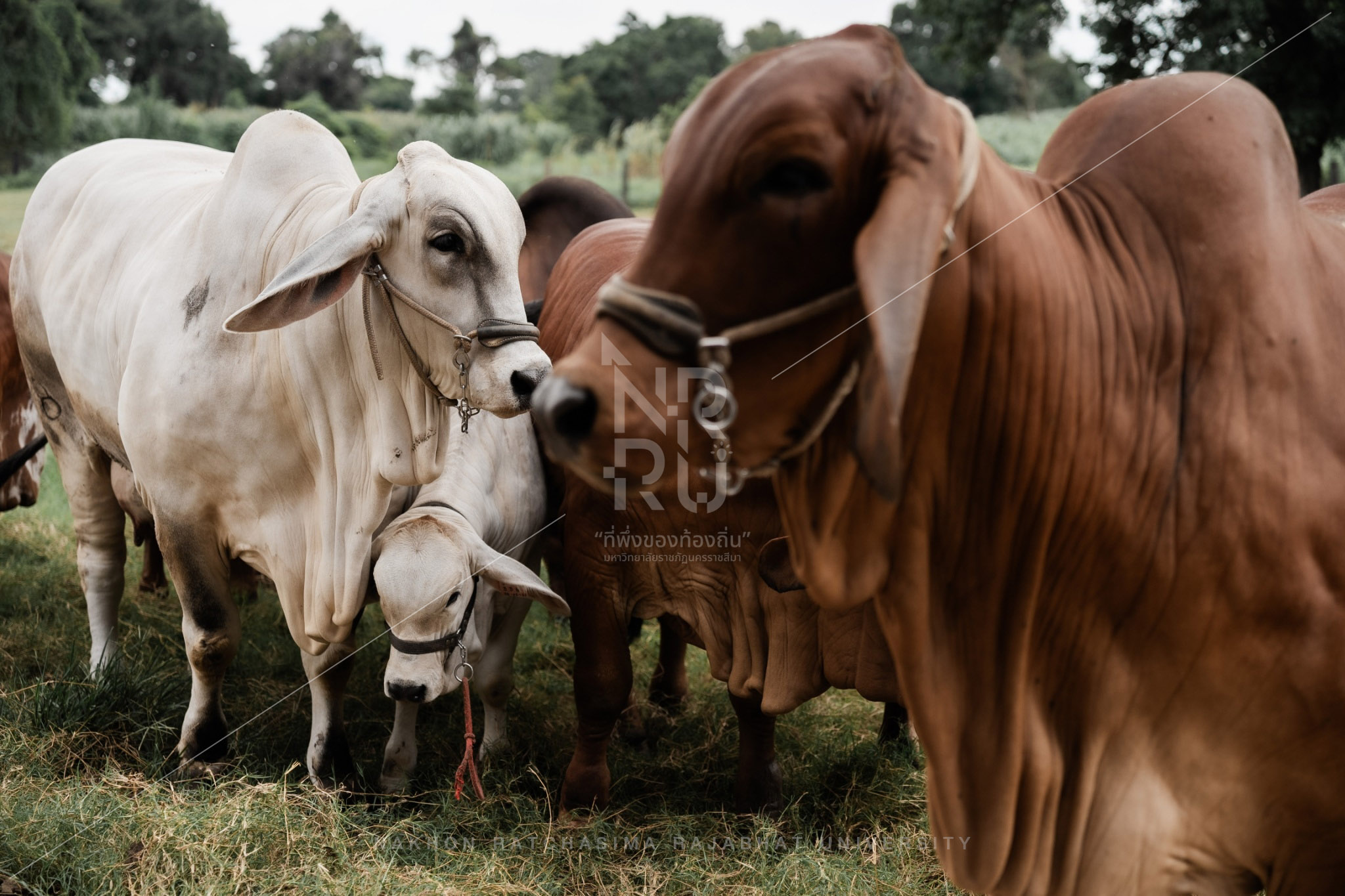 Cow (15)