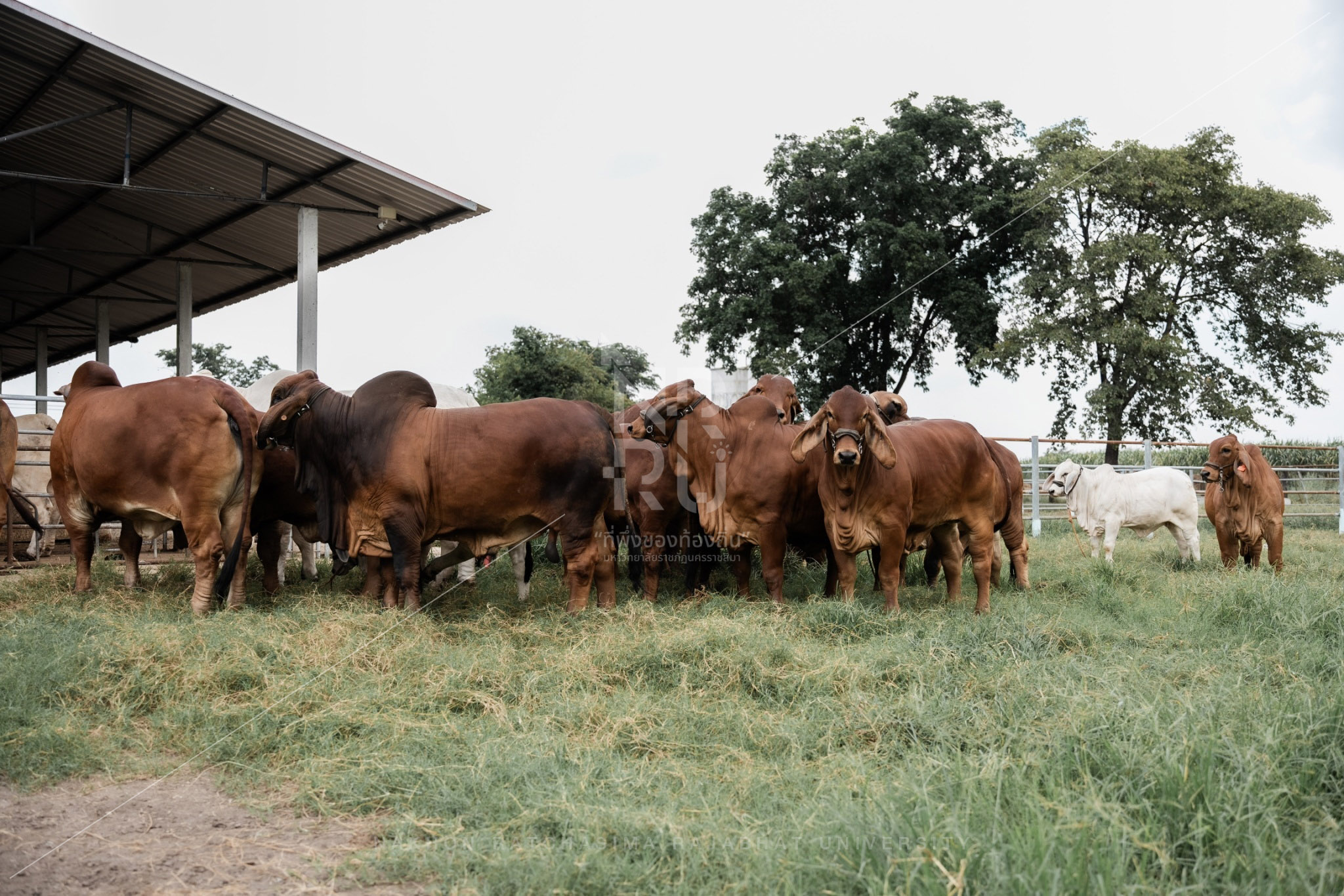 Cow (16)