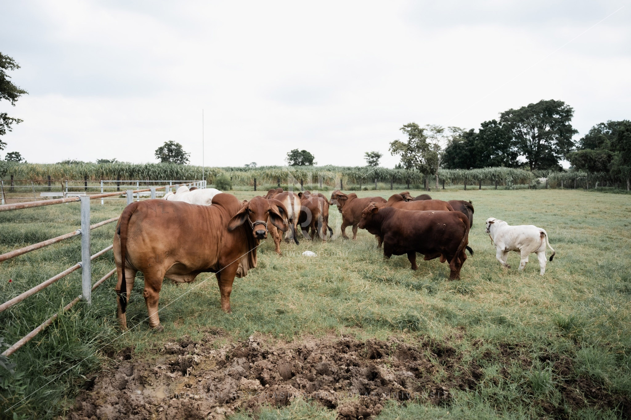 Cow (17)