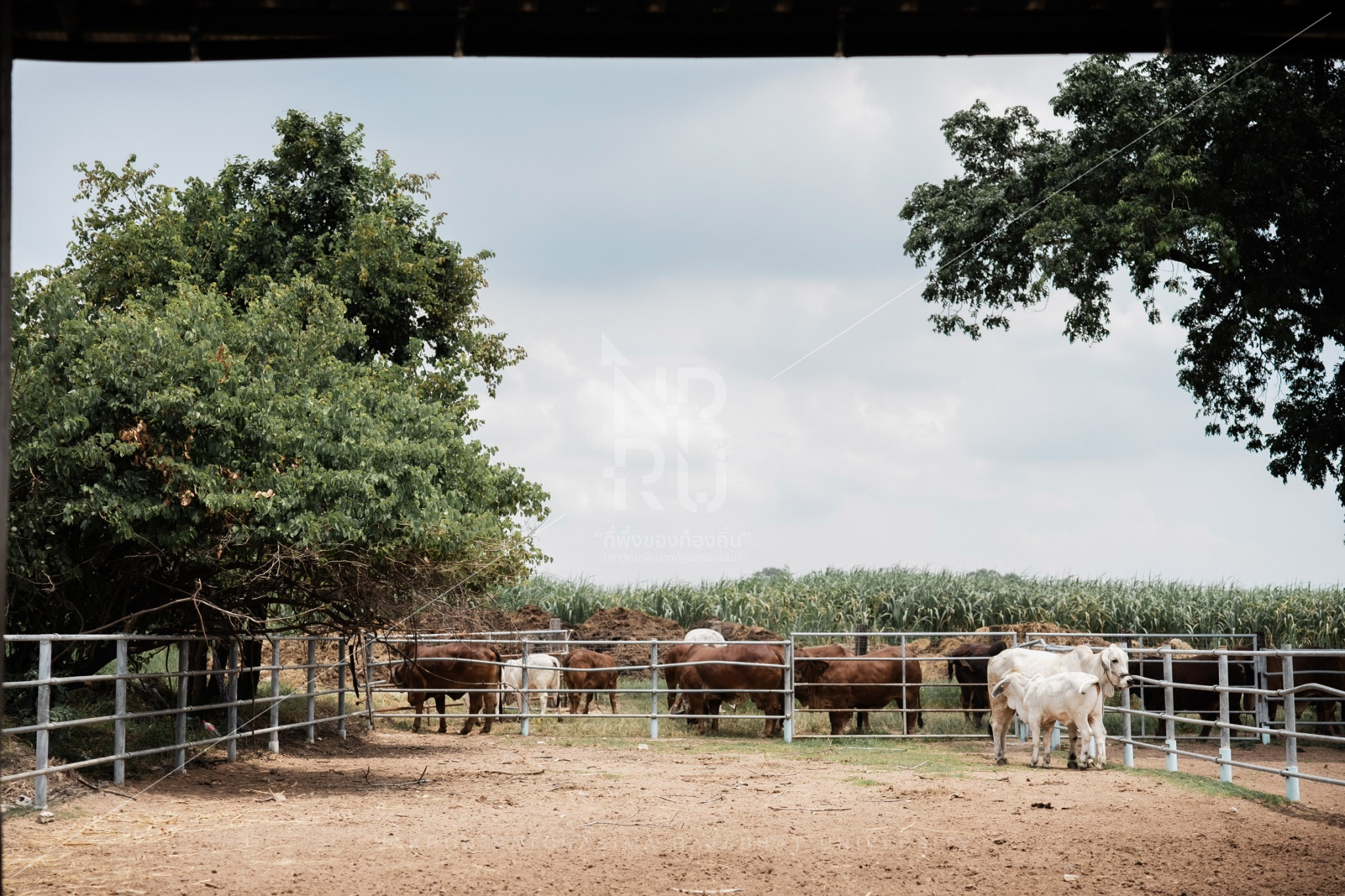 Cow (18)