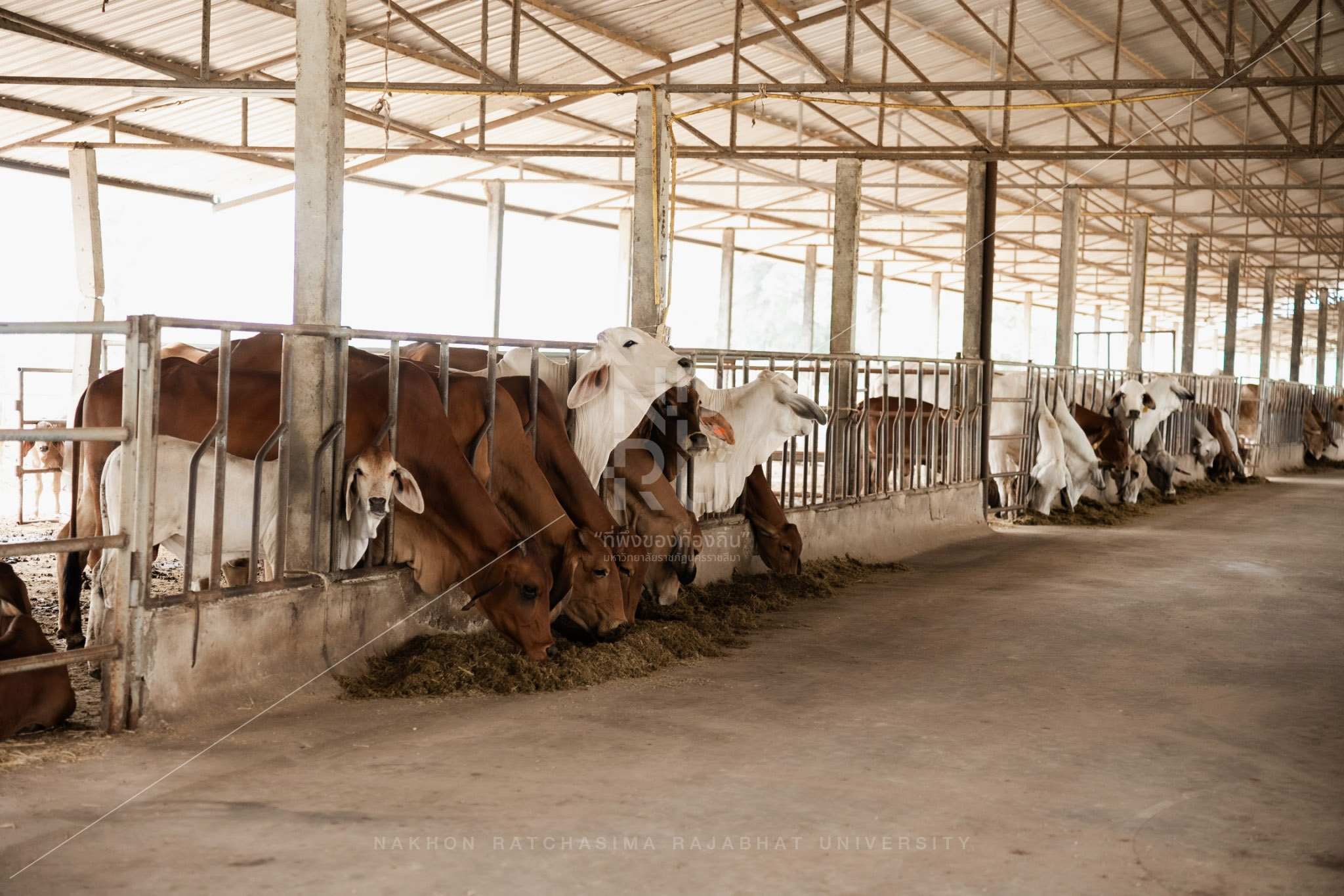 Cow (19)