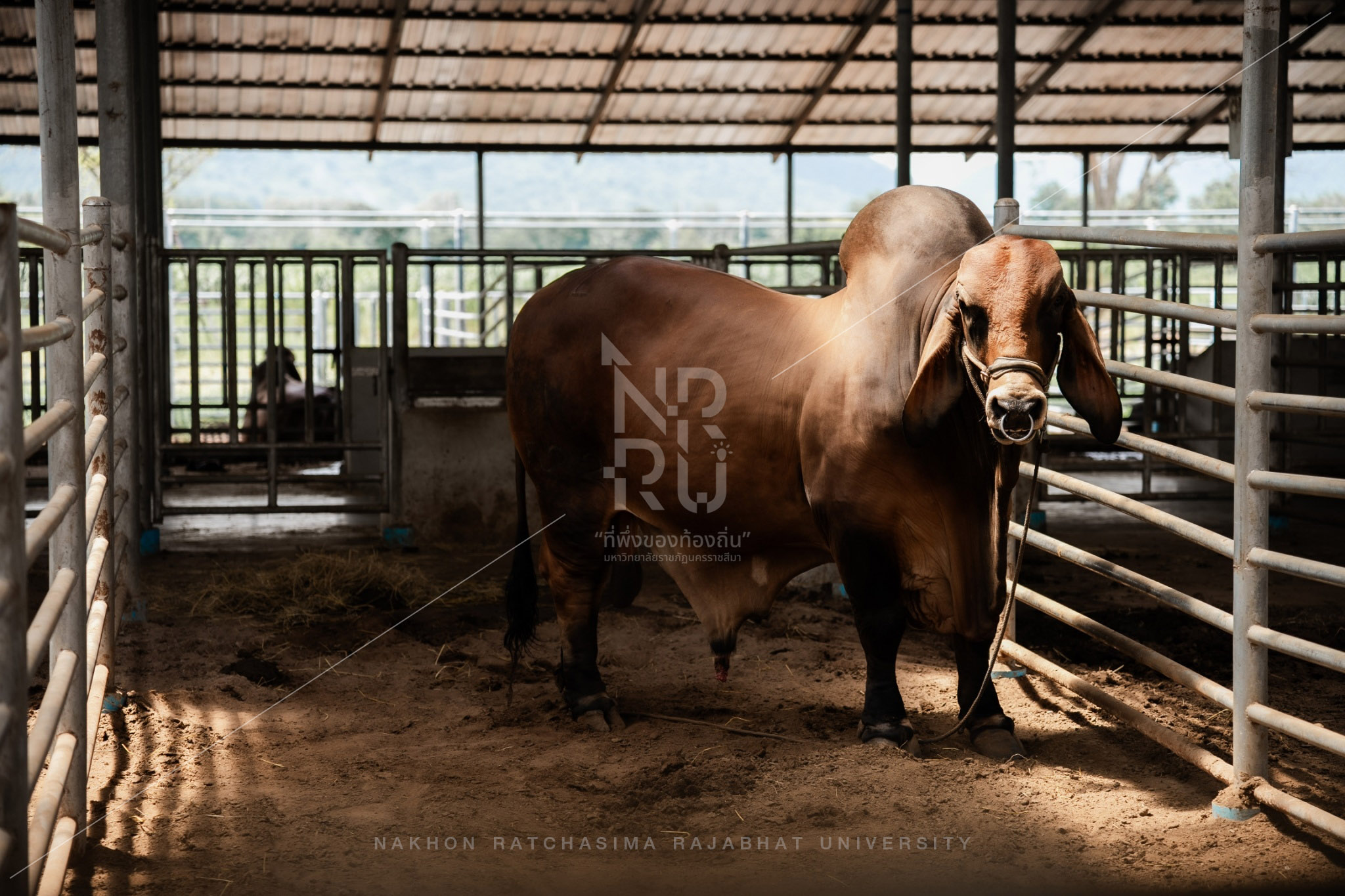 Cow (2)