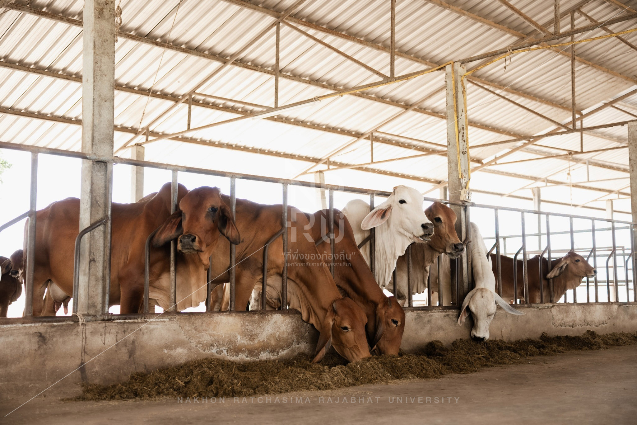Cow (20)
