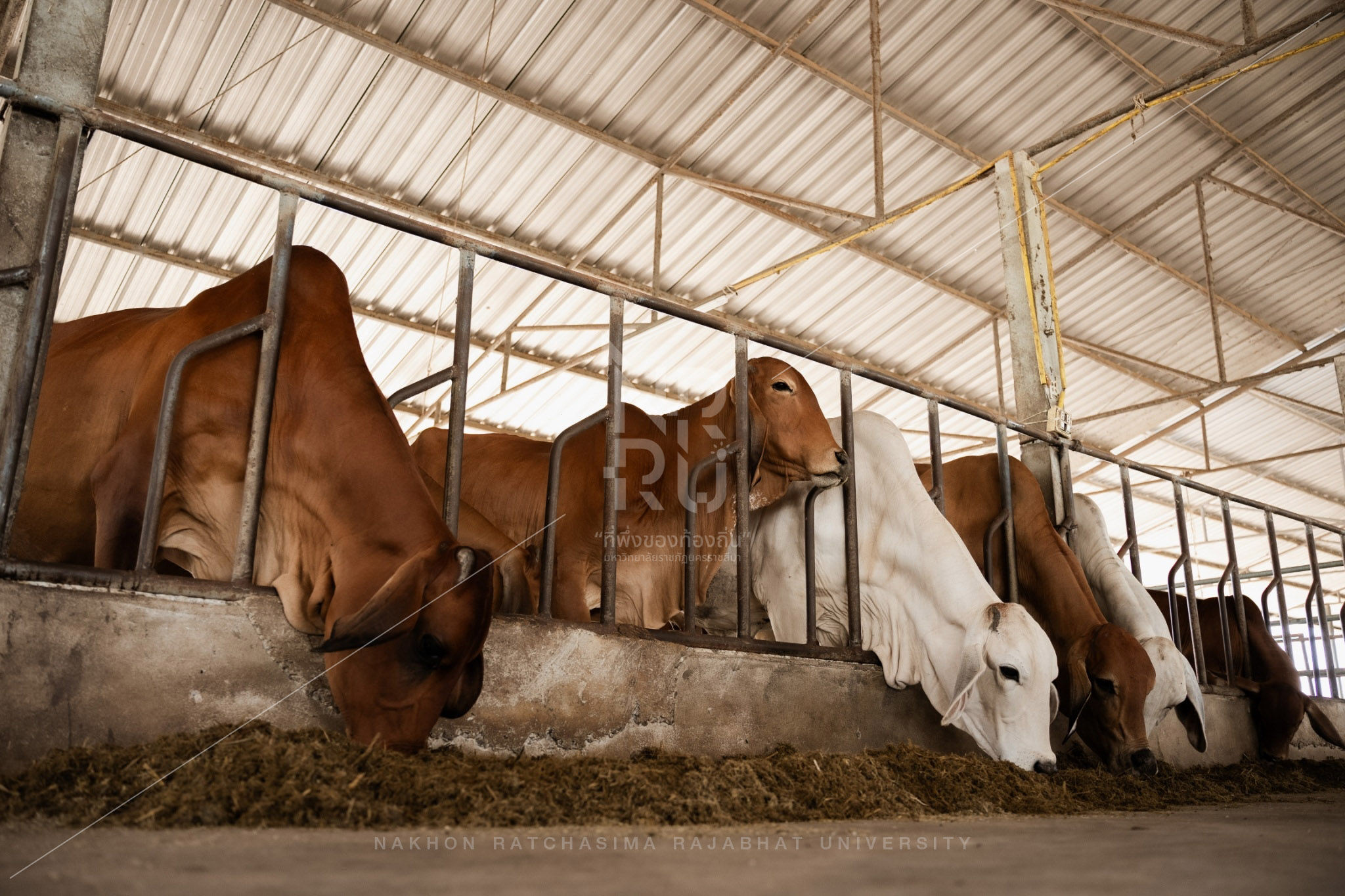 Cow (21)