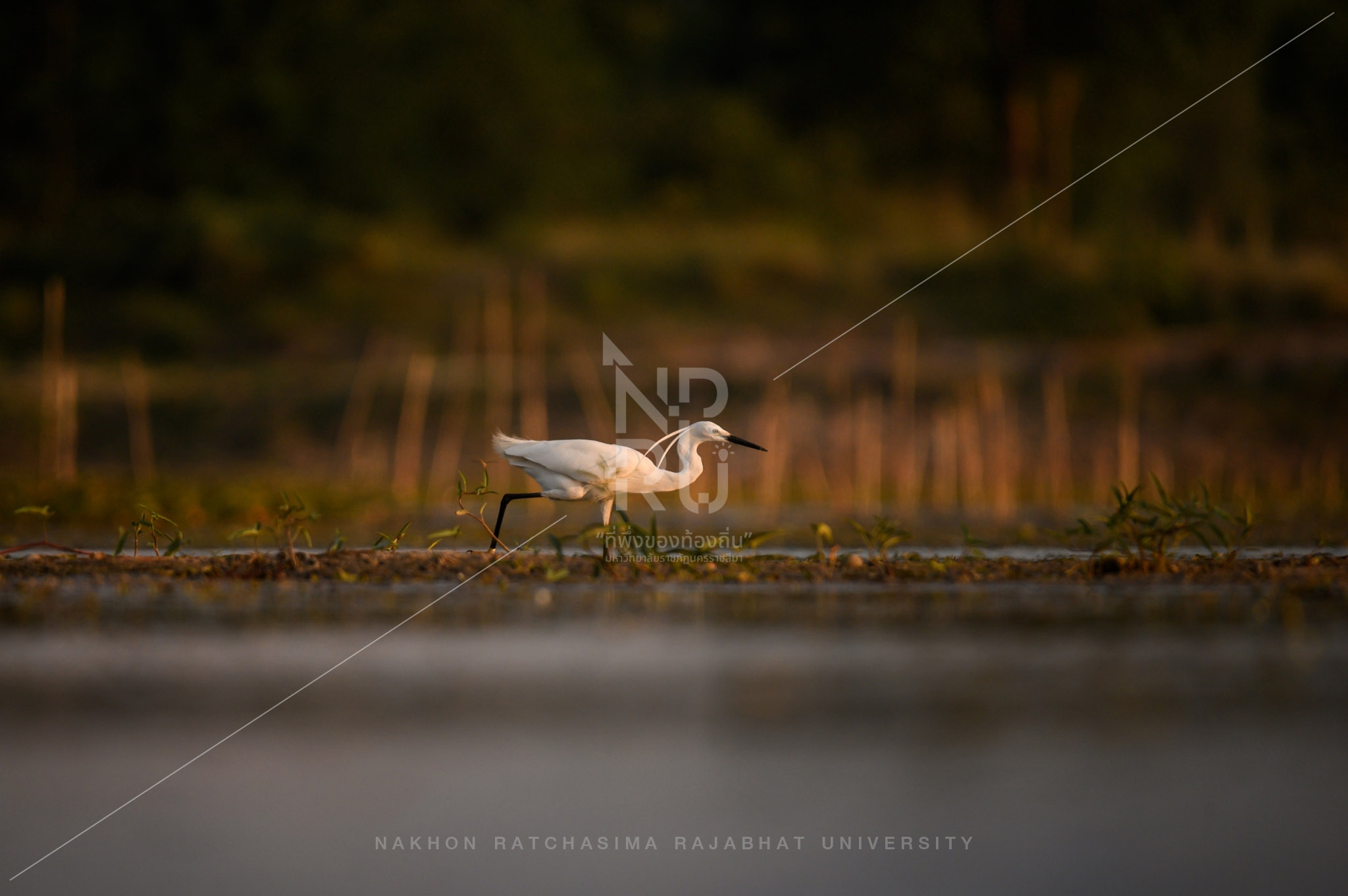 Egret (2)