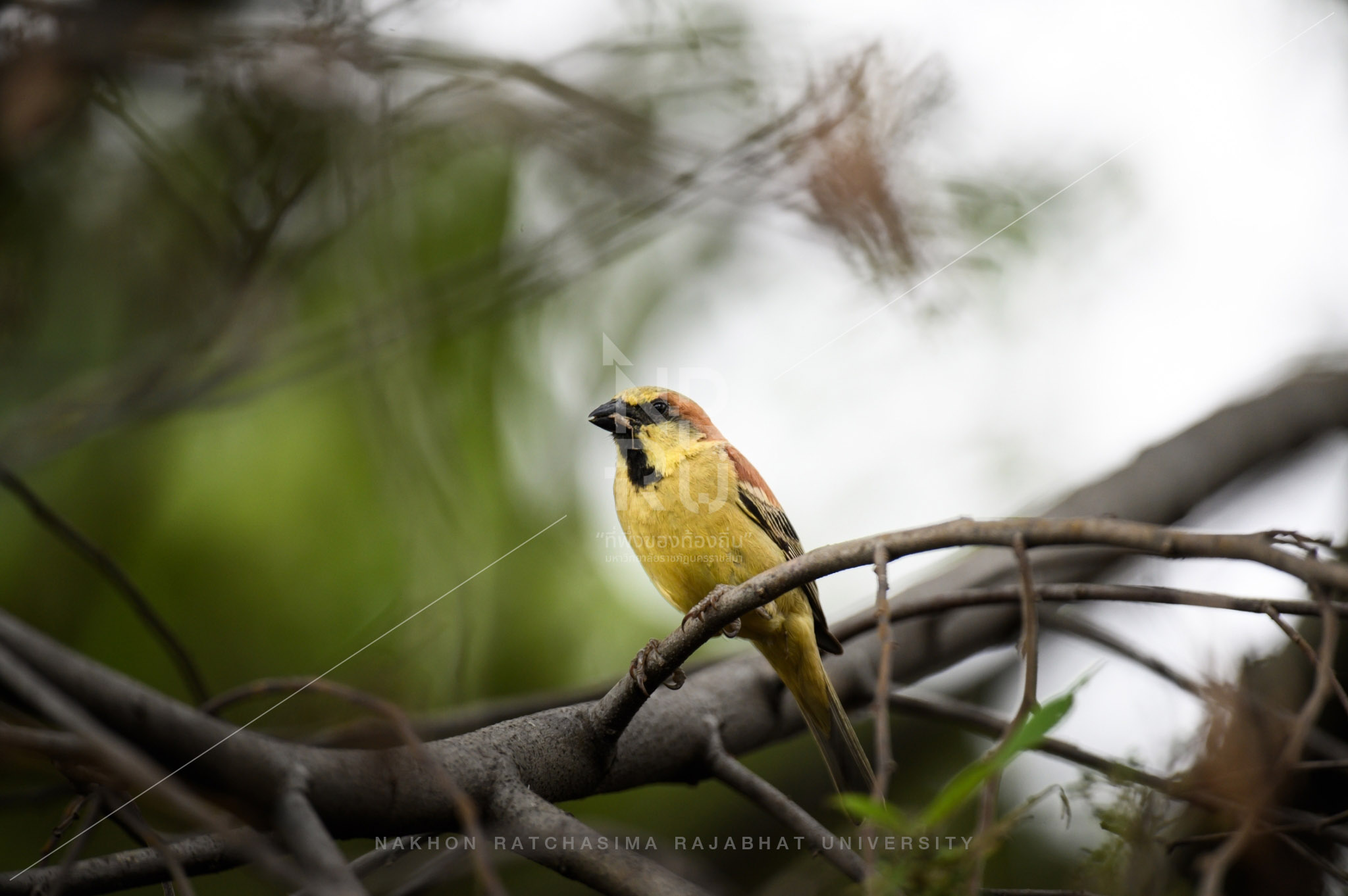 Wall sparrow
