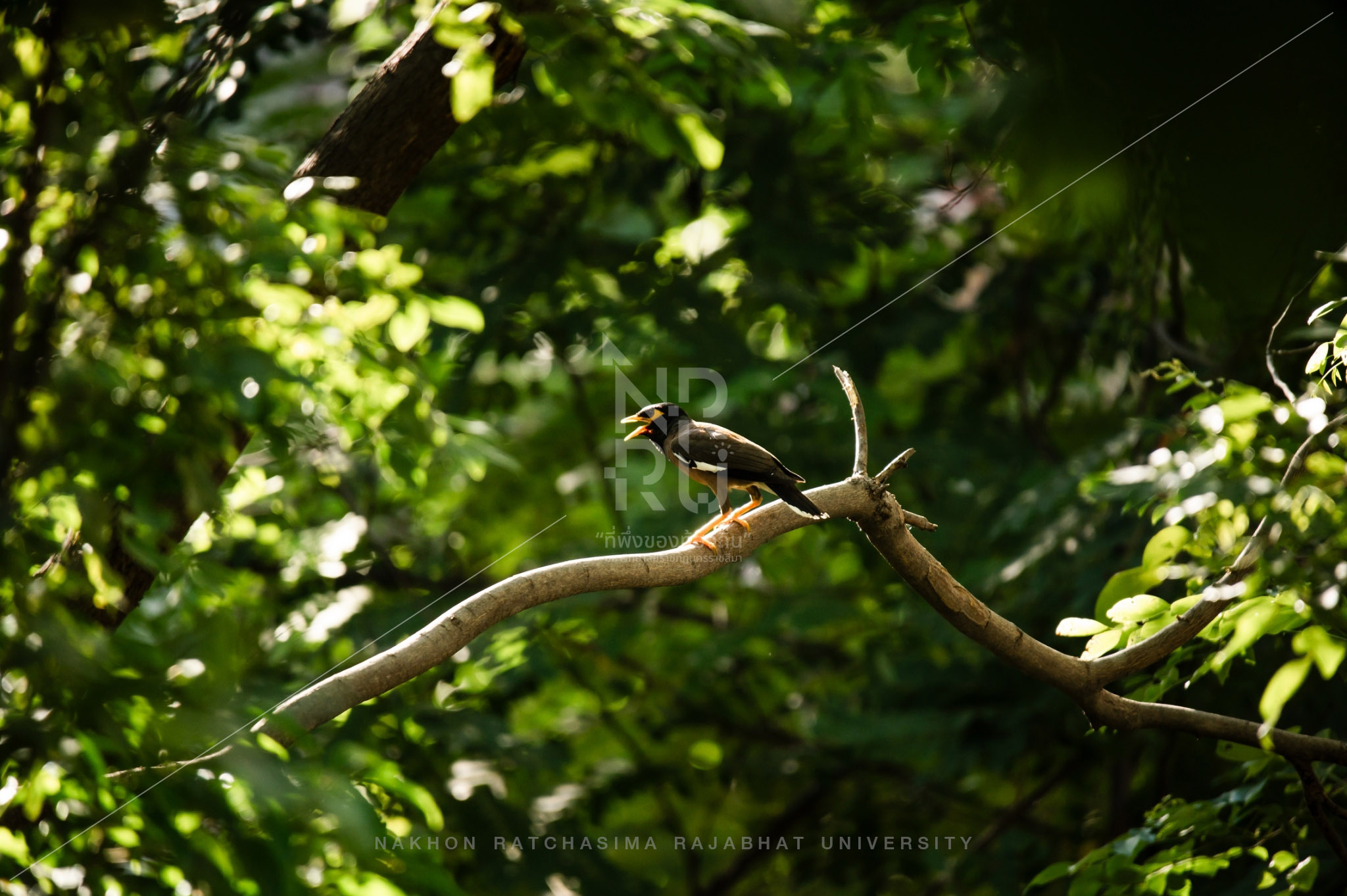 myna