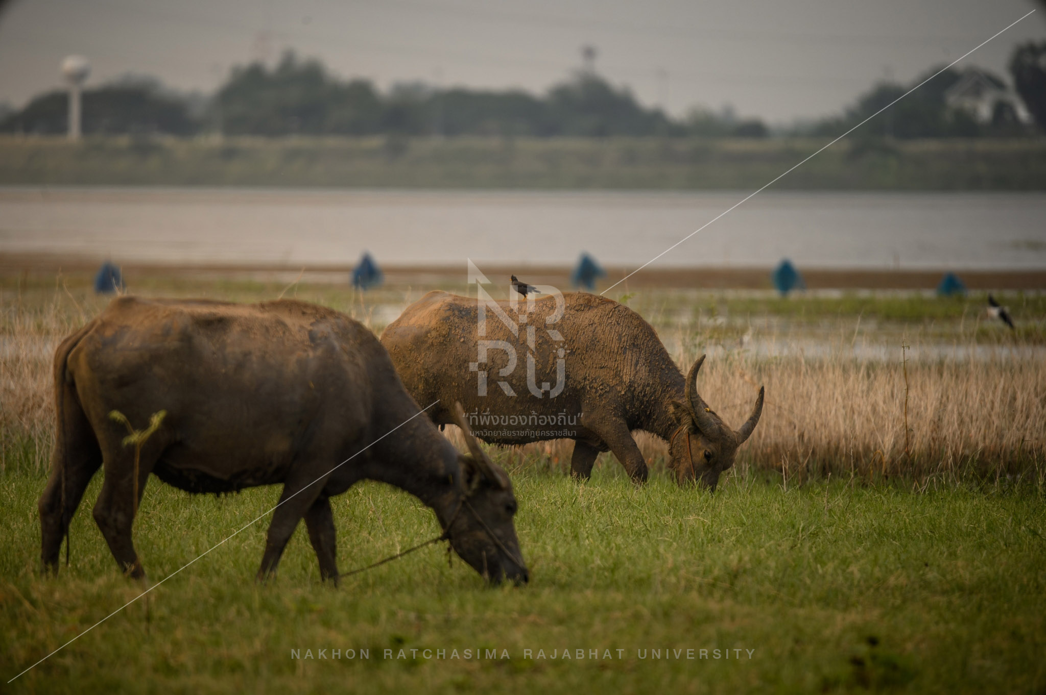 Buffalo (14)