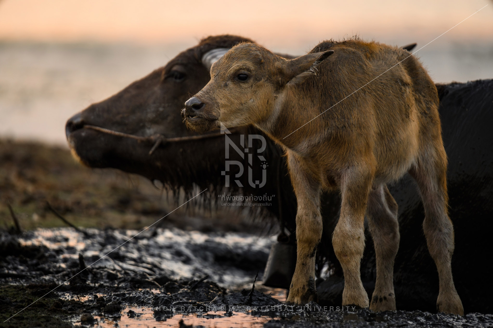 Buffalo (15)