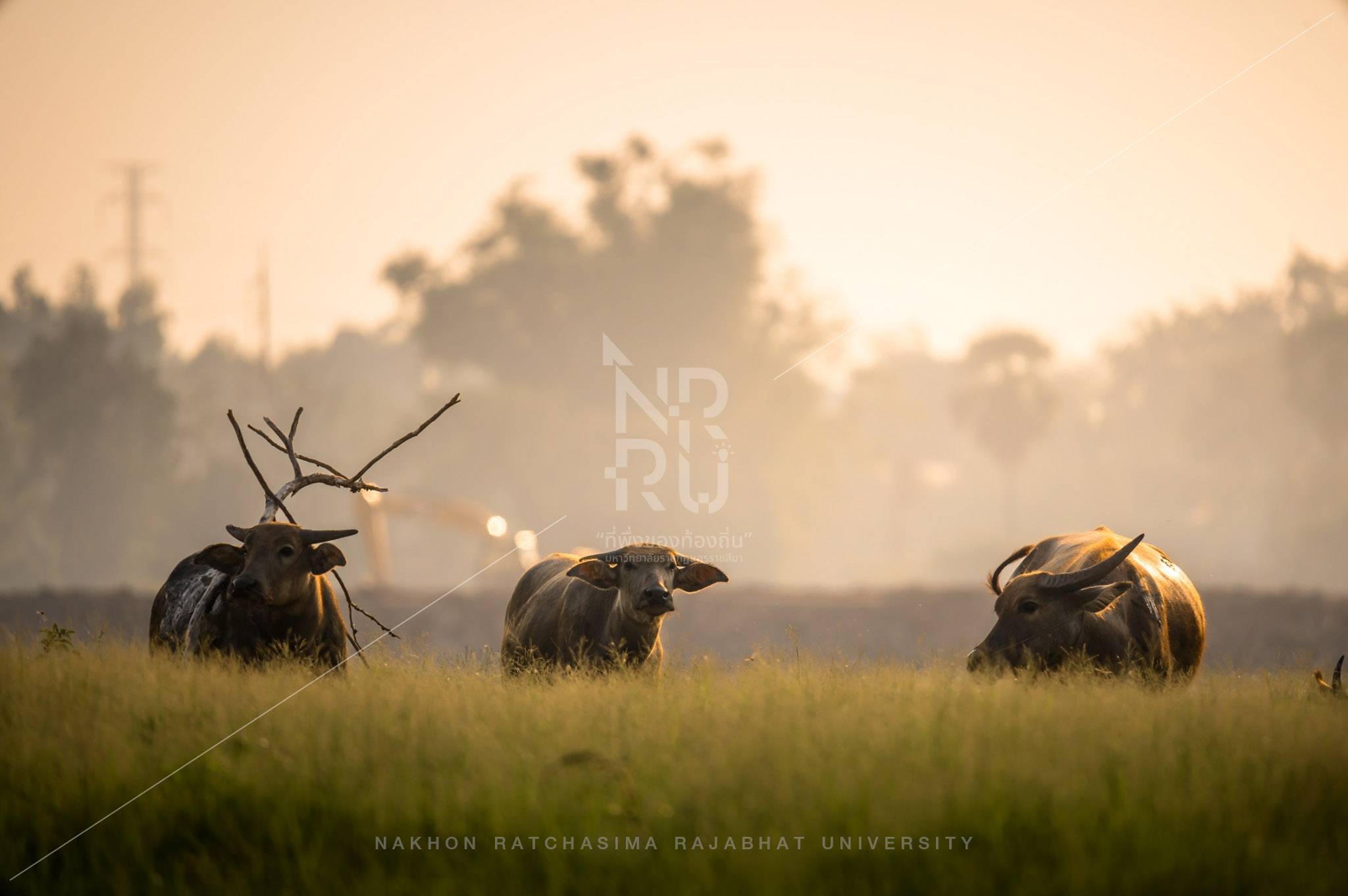 Buffalo (16)
