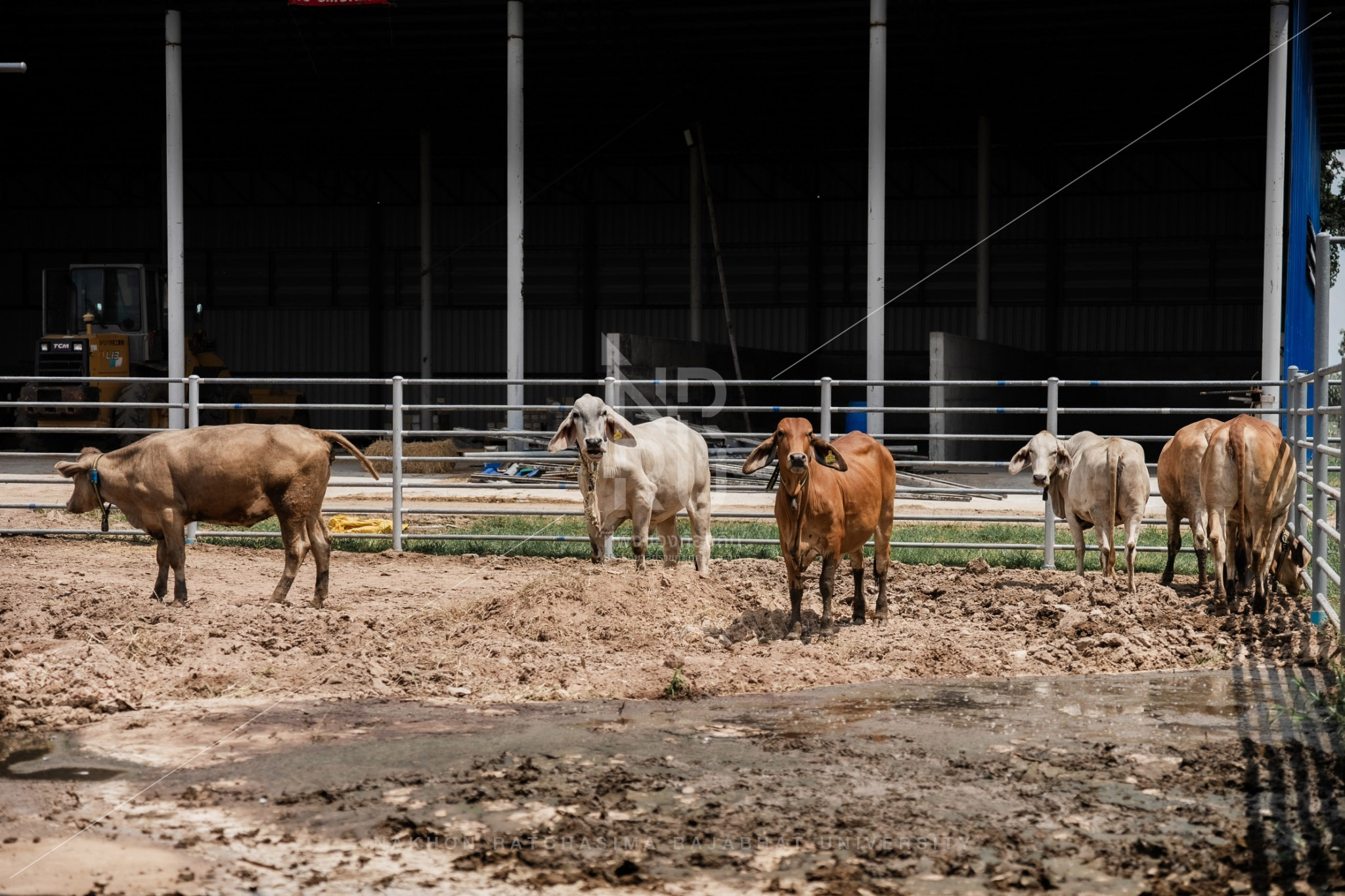 Cow (3)