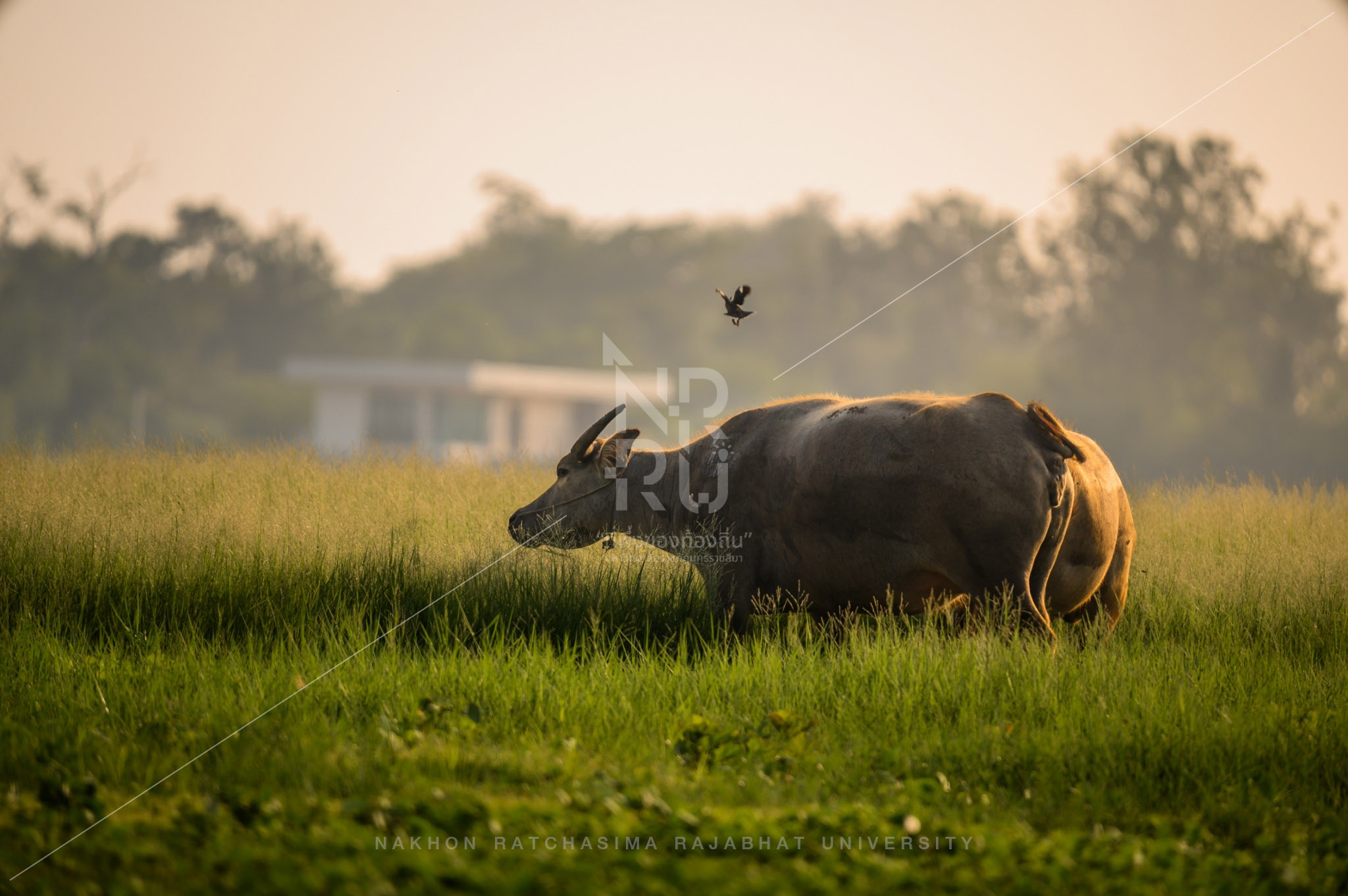 Buffalo (17)