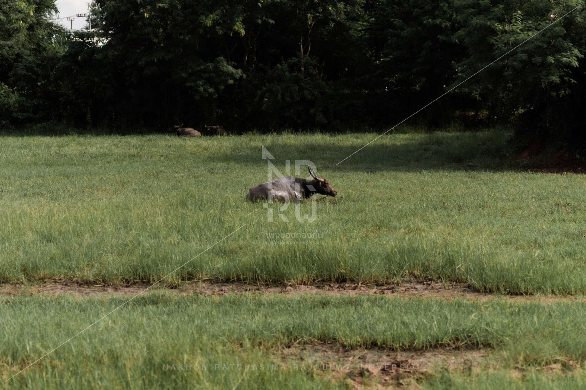 Buffalo (18)