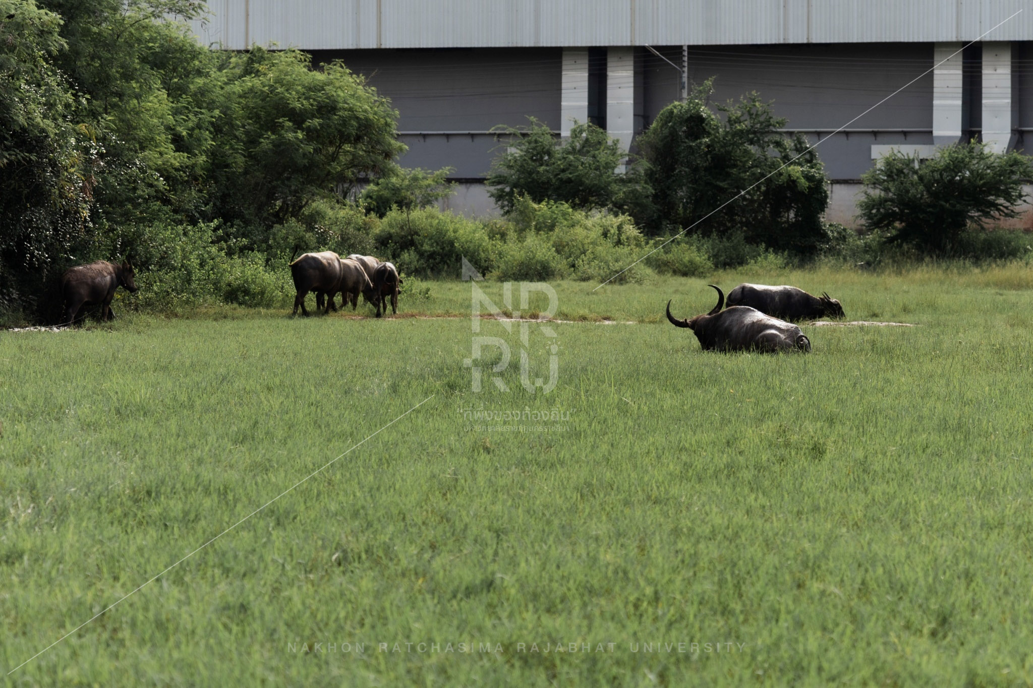 Buffalo (19)