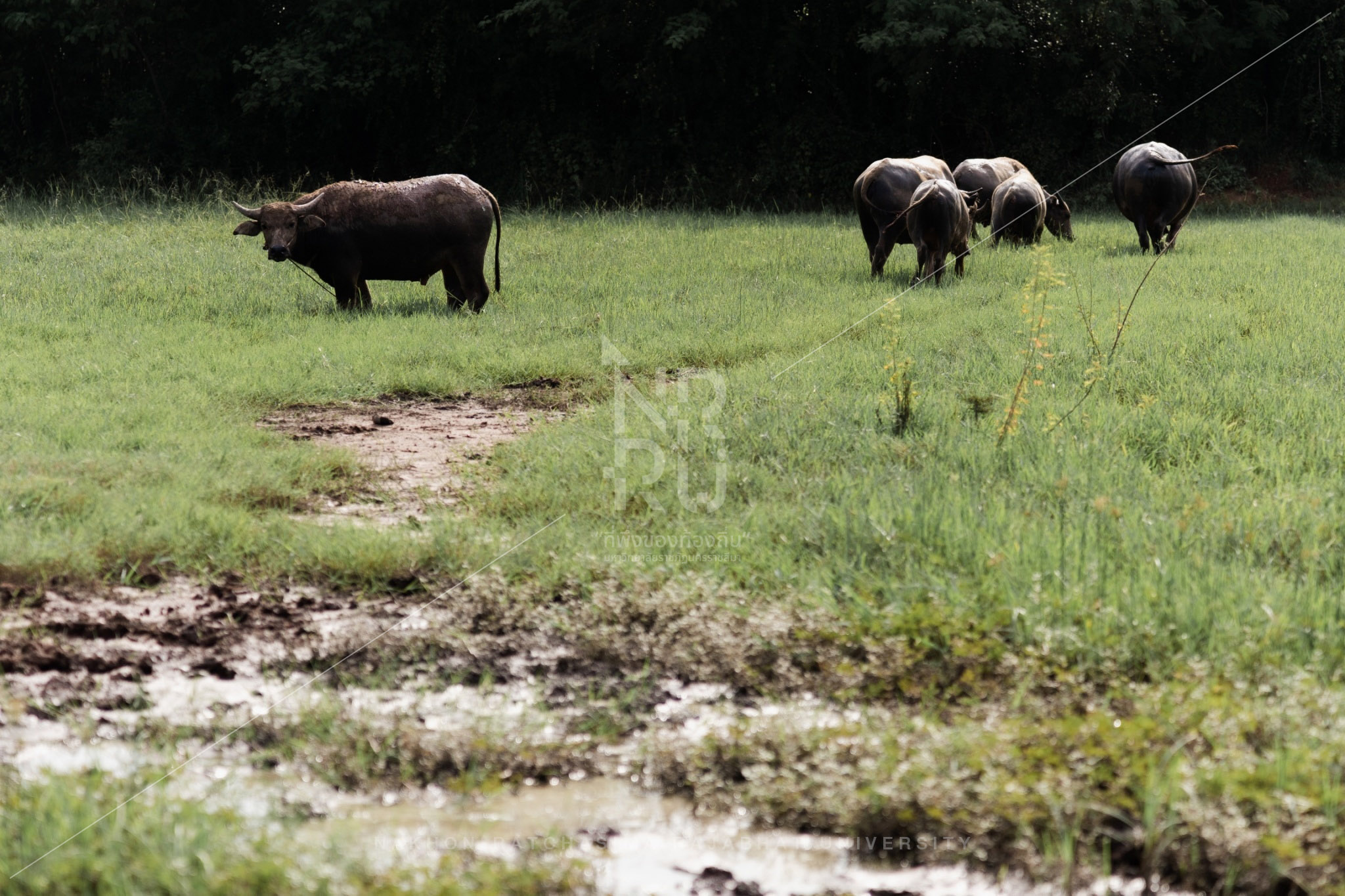Buffalo (20)