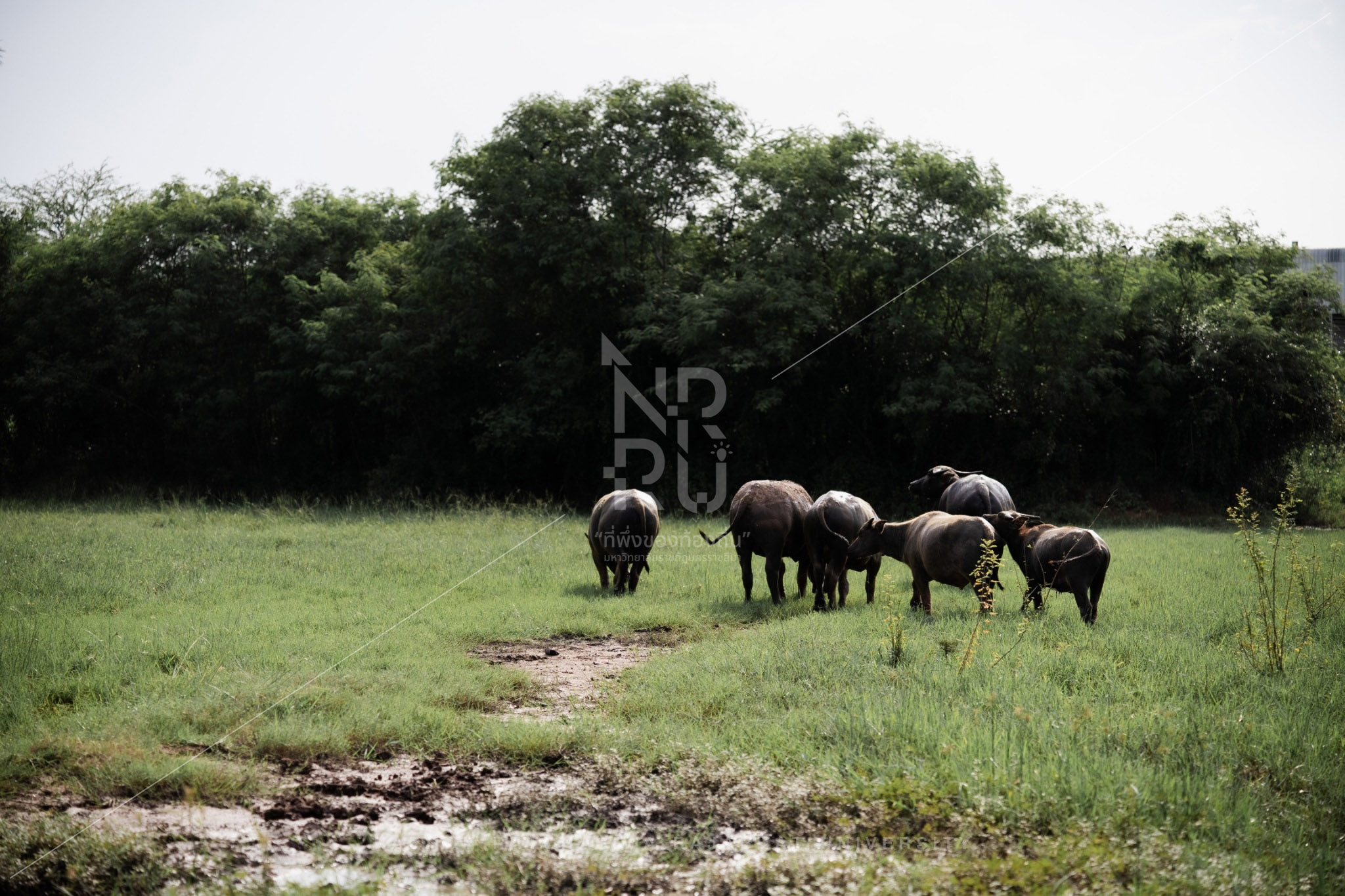 Buffalo (13)