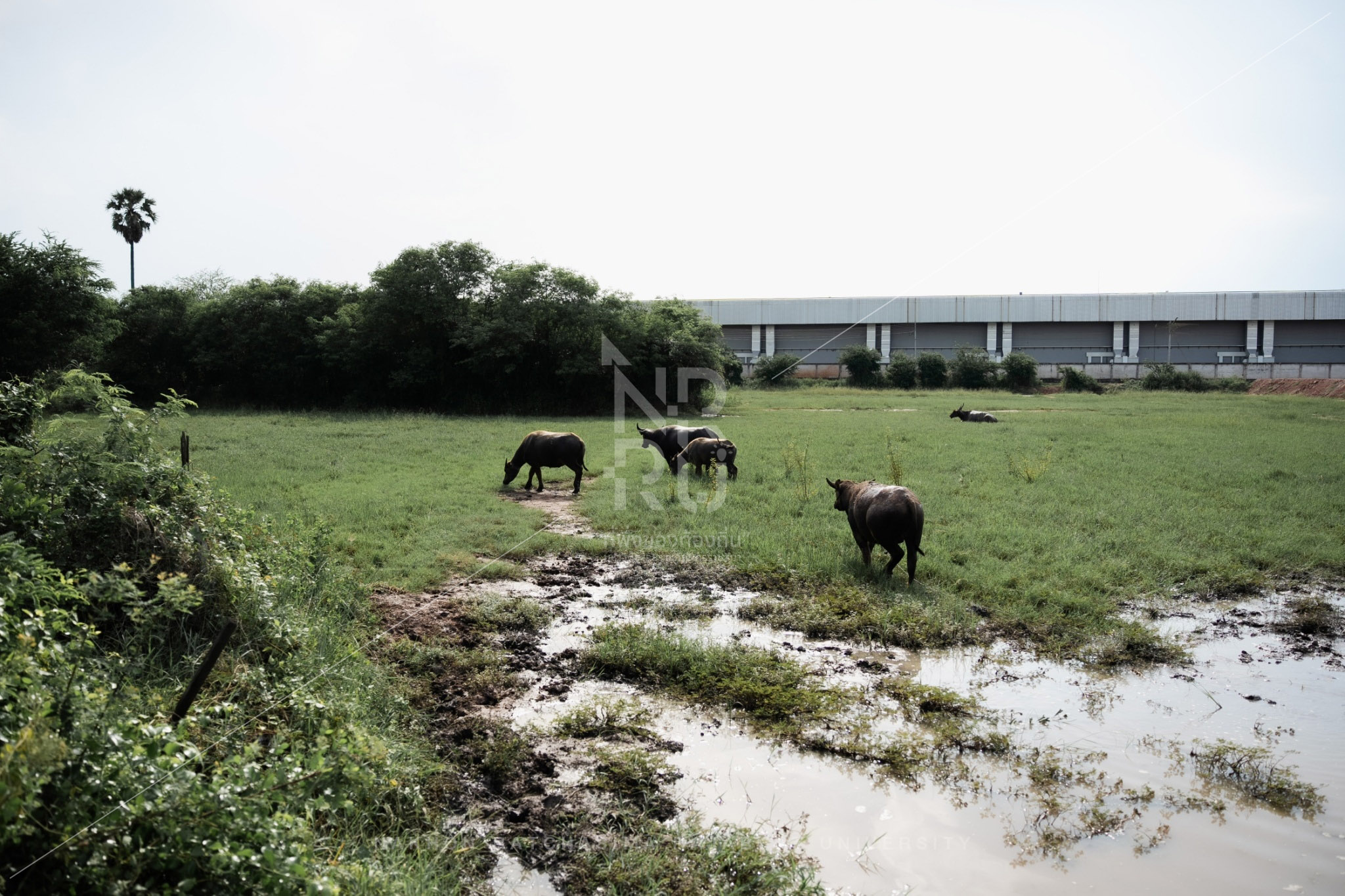 Buffalo (12)