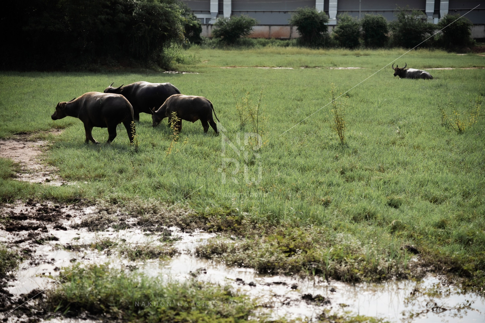 Buffalo (11)
