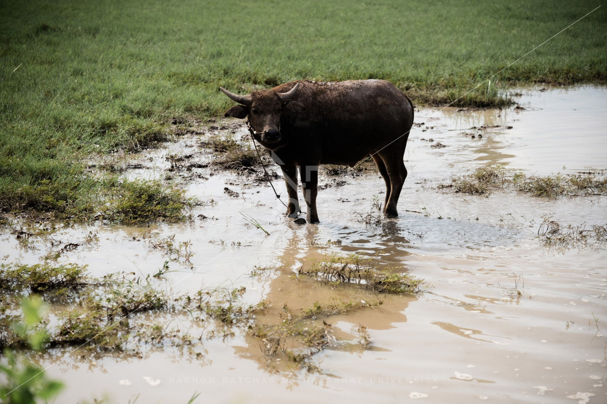 Buffalo (10)