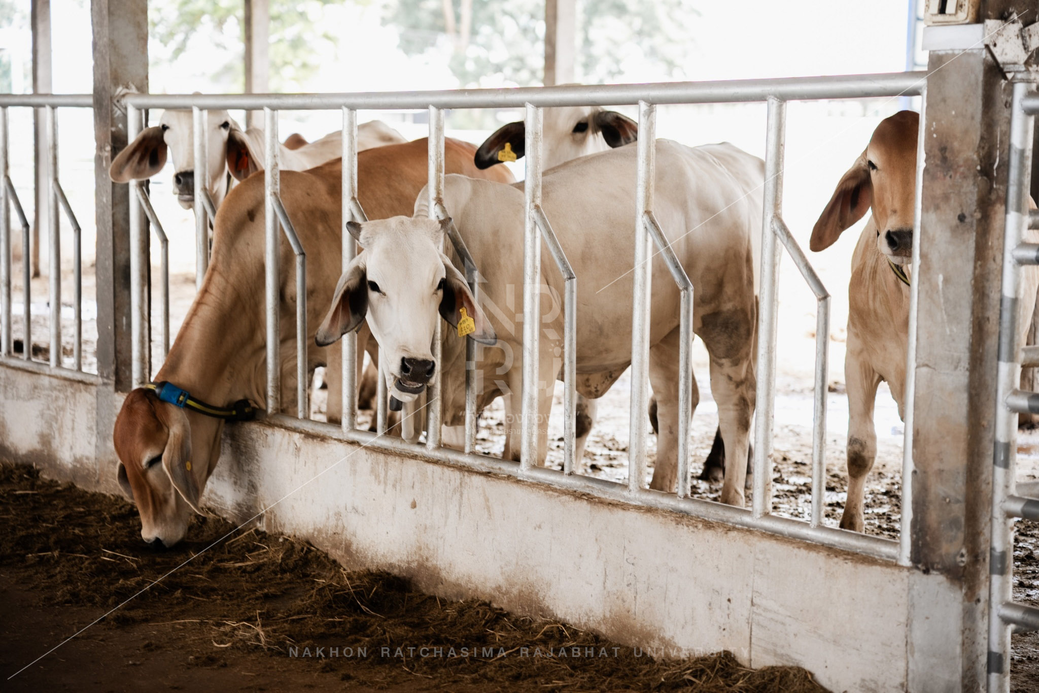Cow (4)