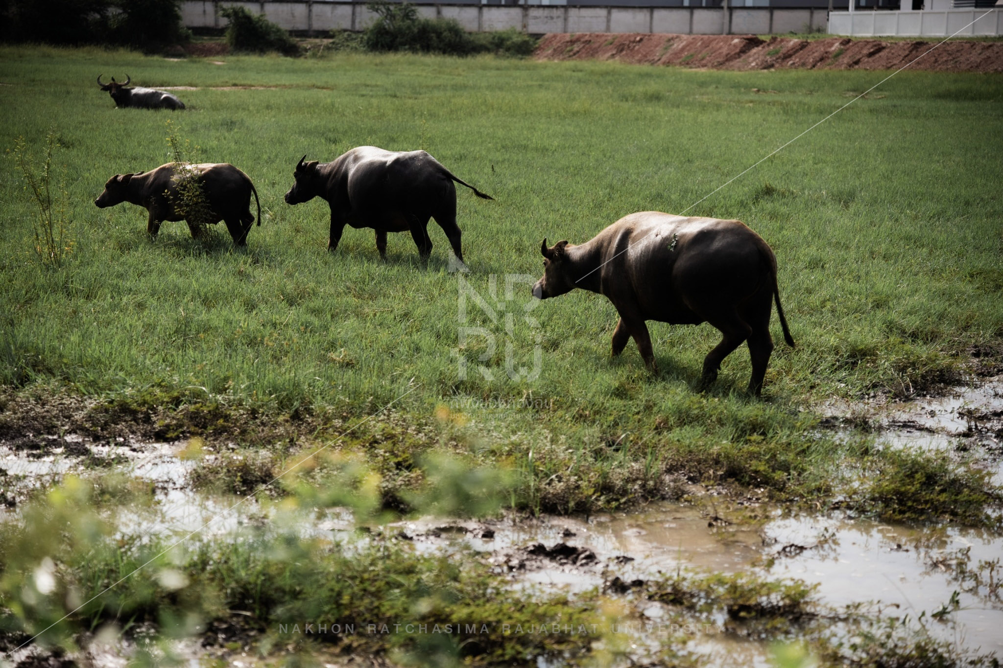 Buffalo (9)