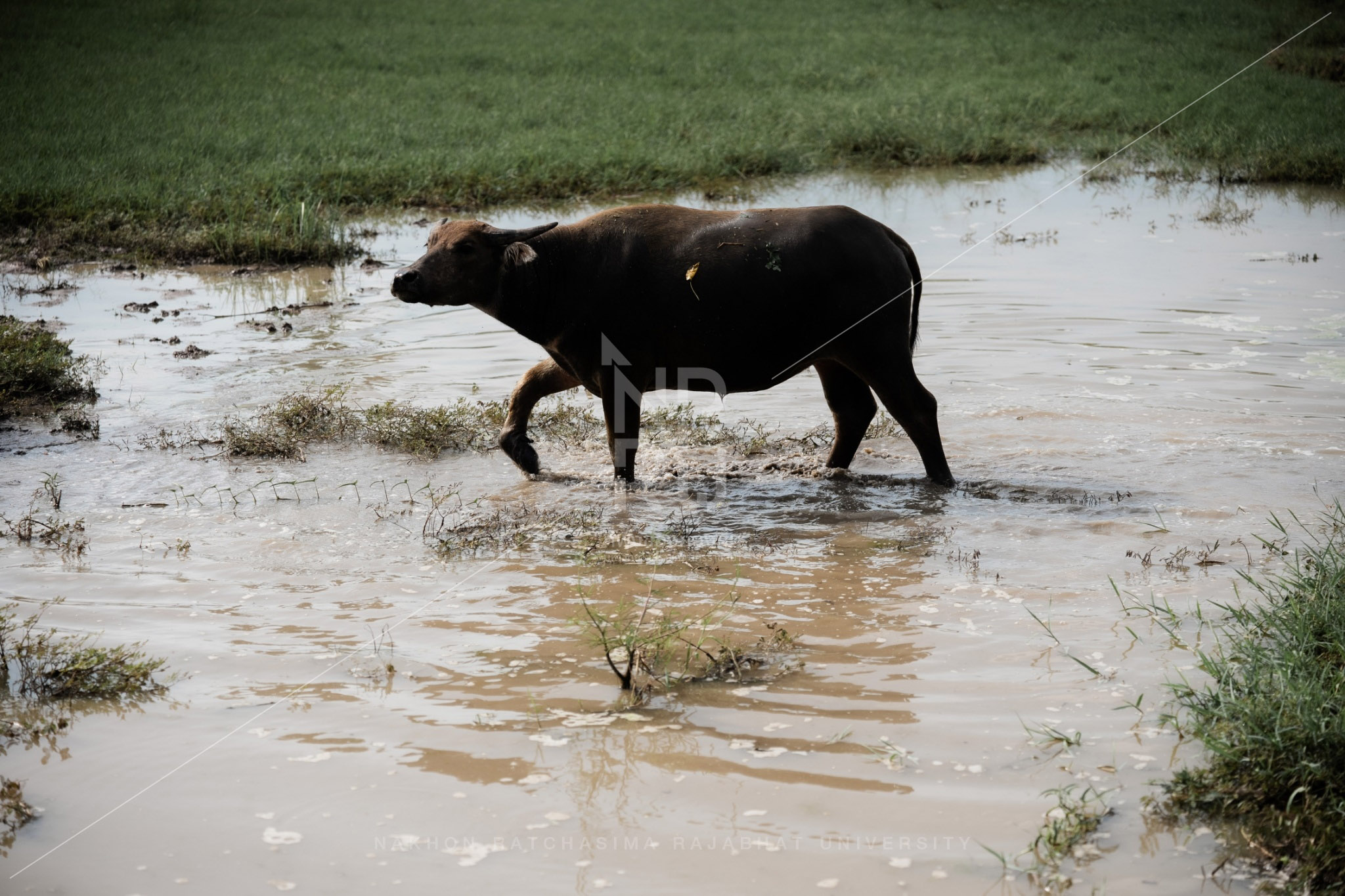 Buffalo (8)