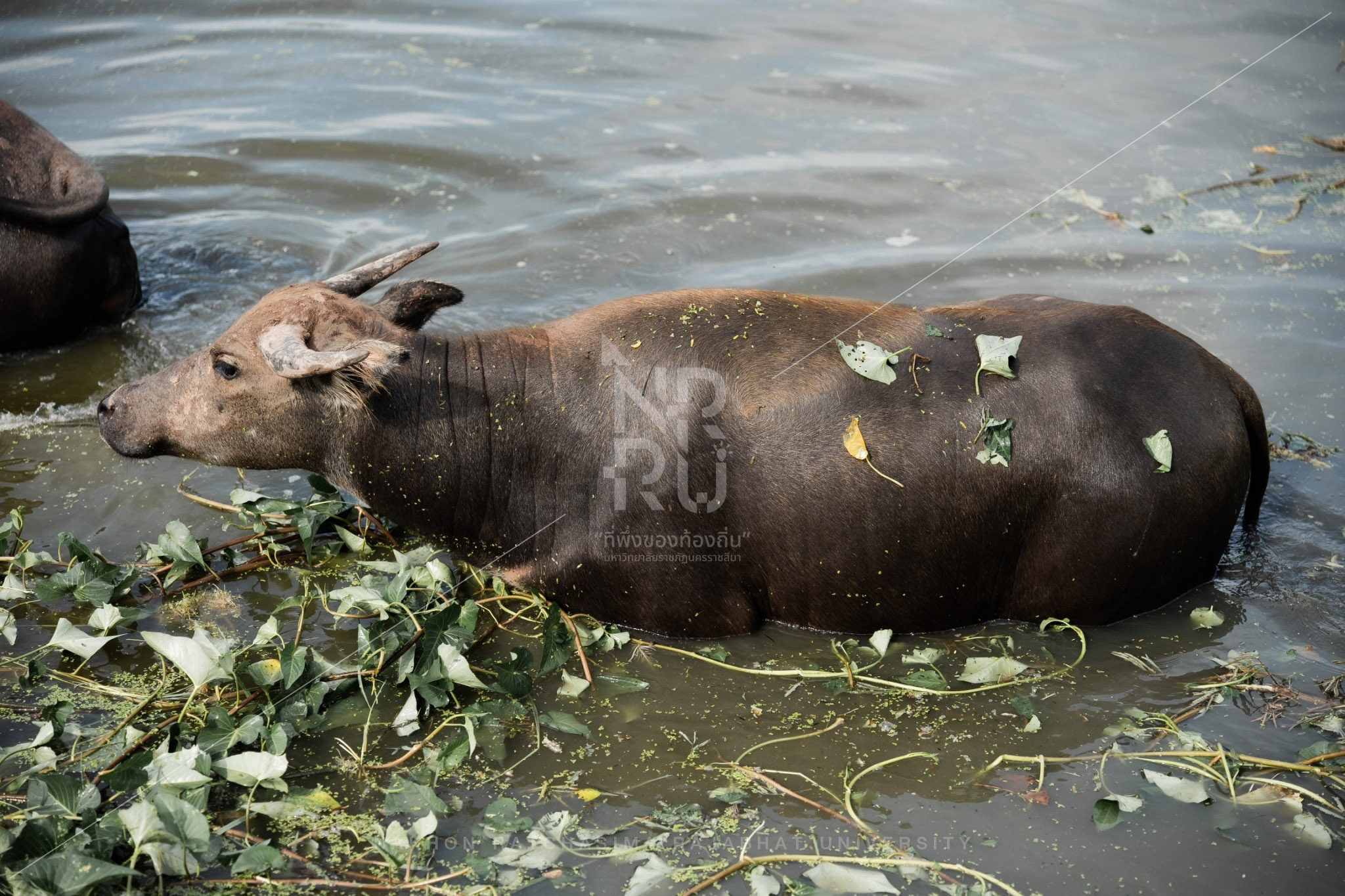 Buffalo (5)