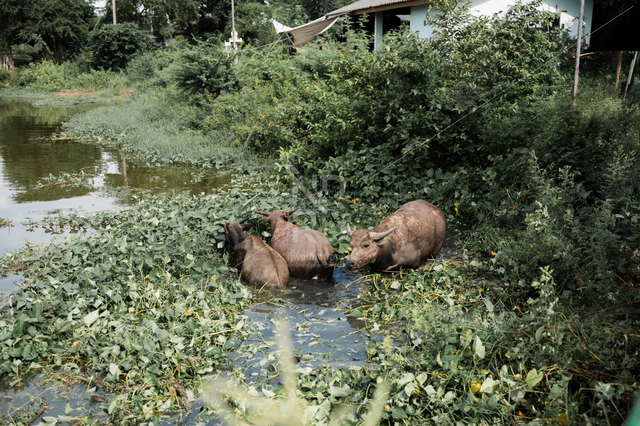 Buffalo (4)