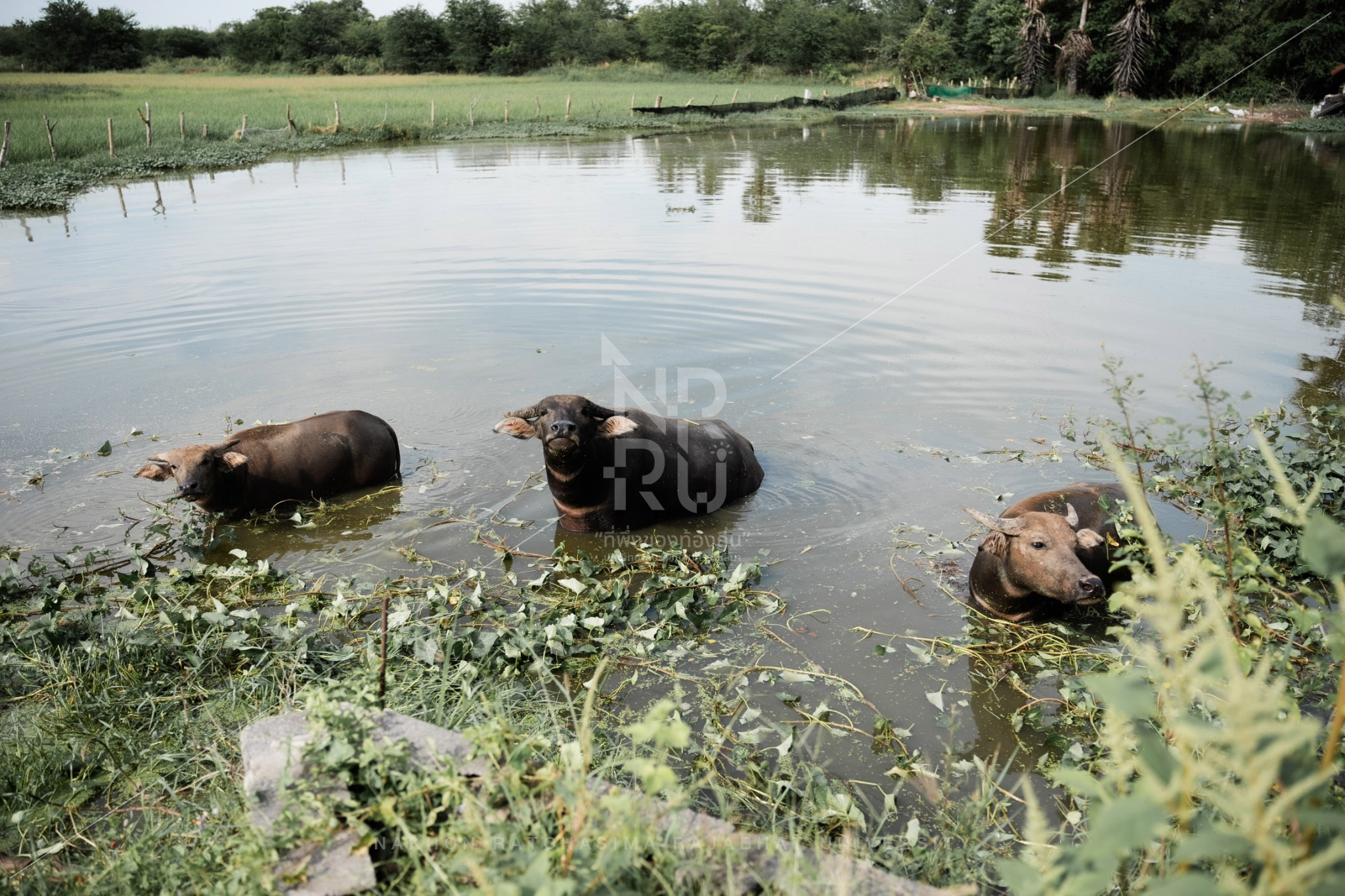 Buffalo (3)