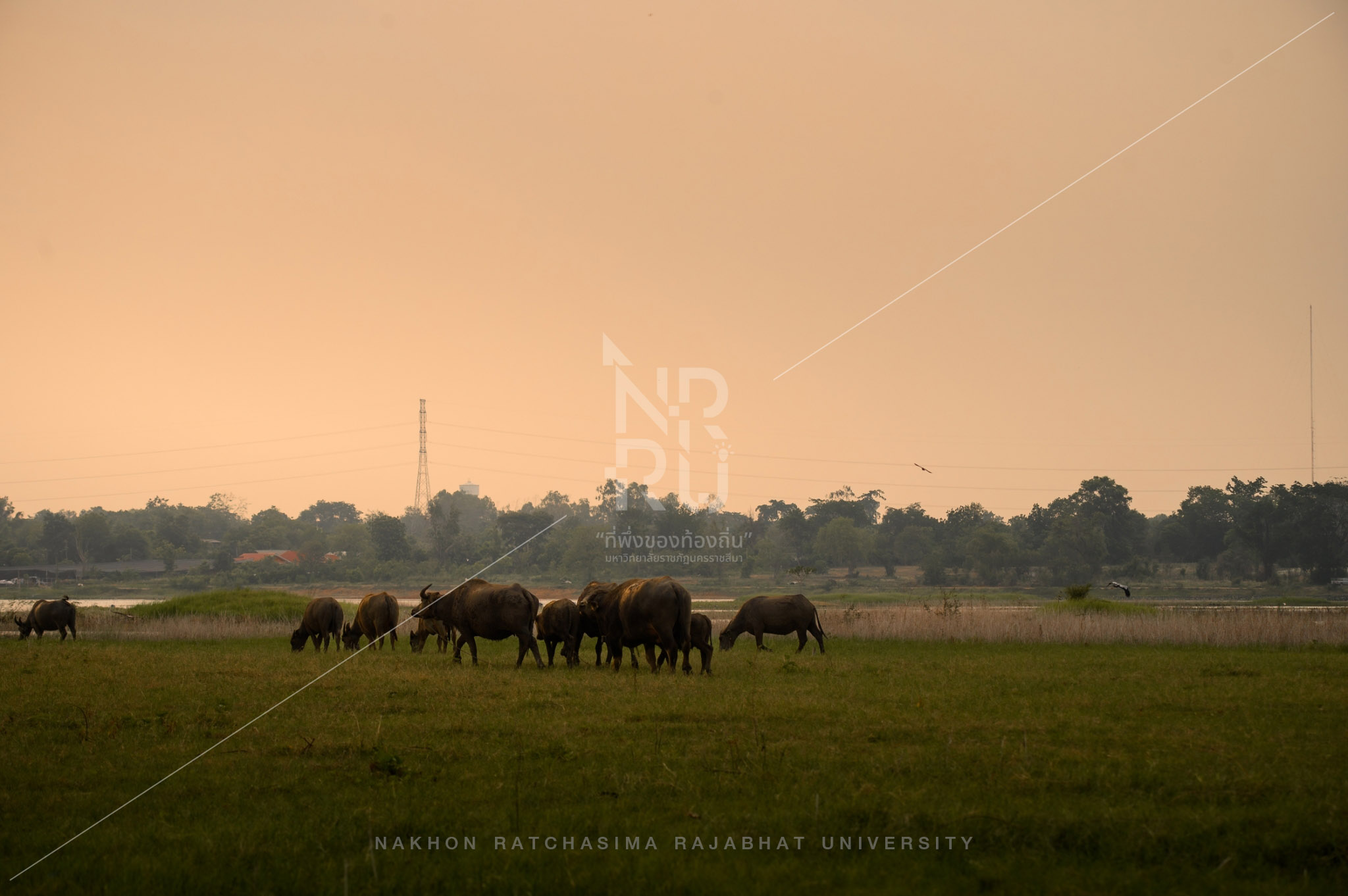 Buffalo (2)