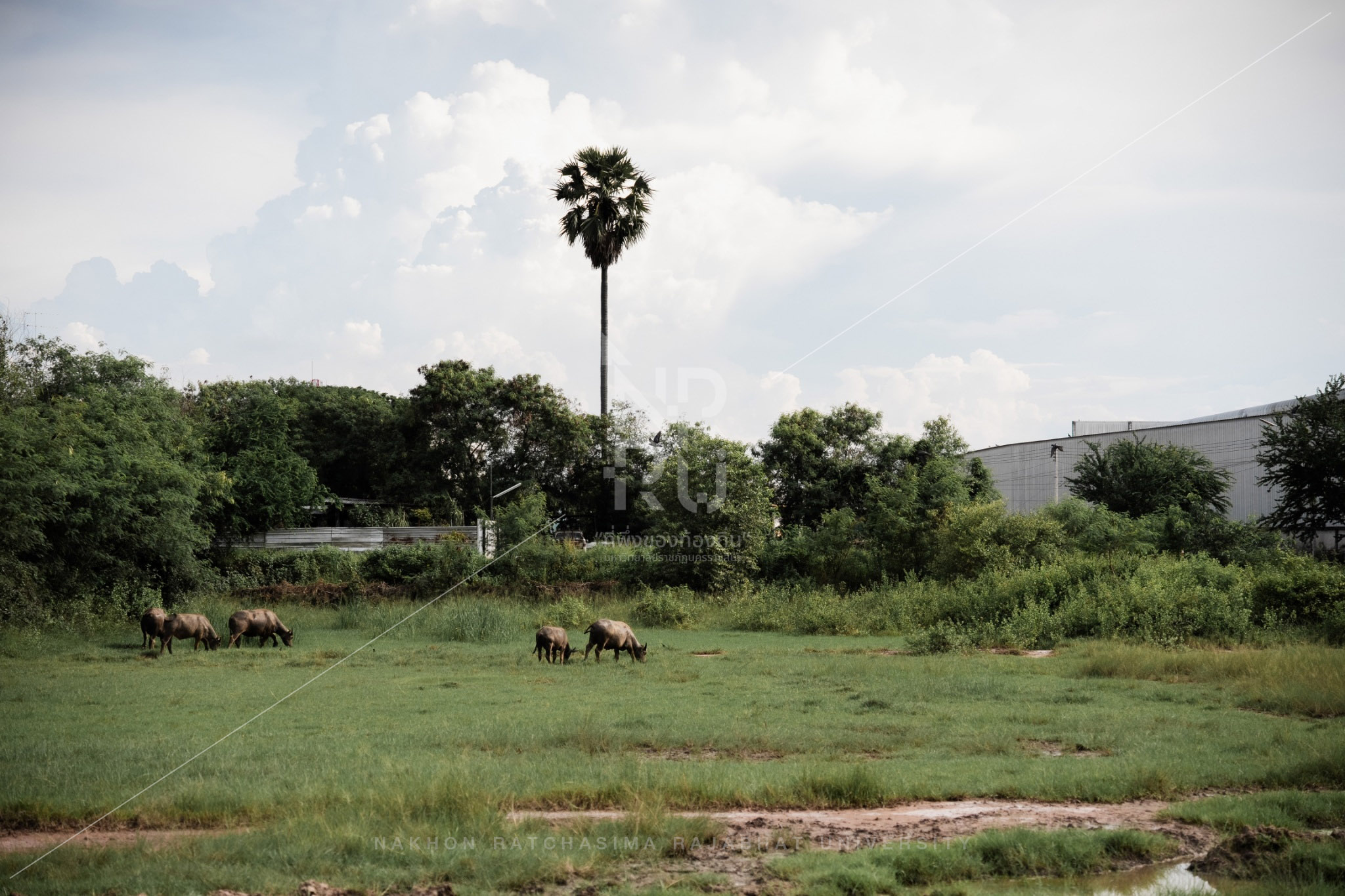 Buffalo (1)