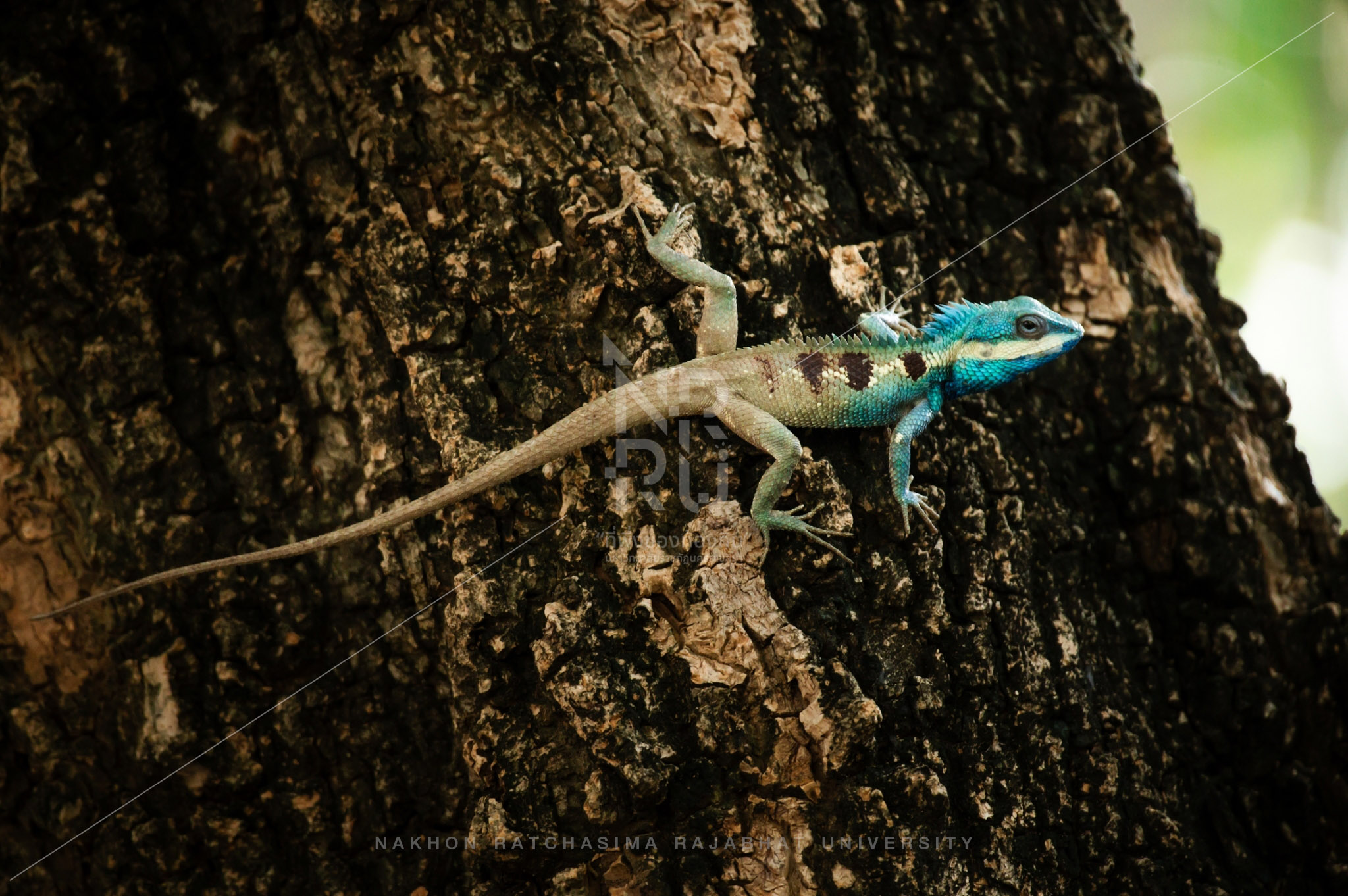 chameleon