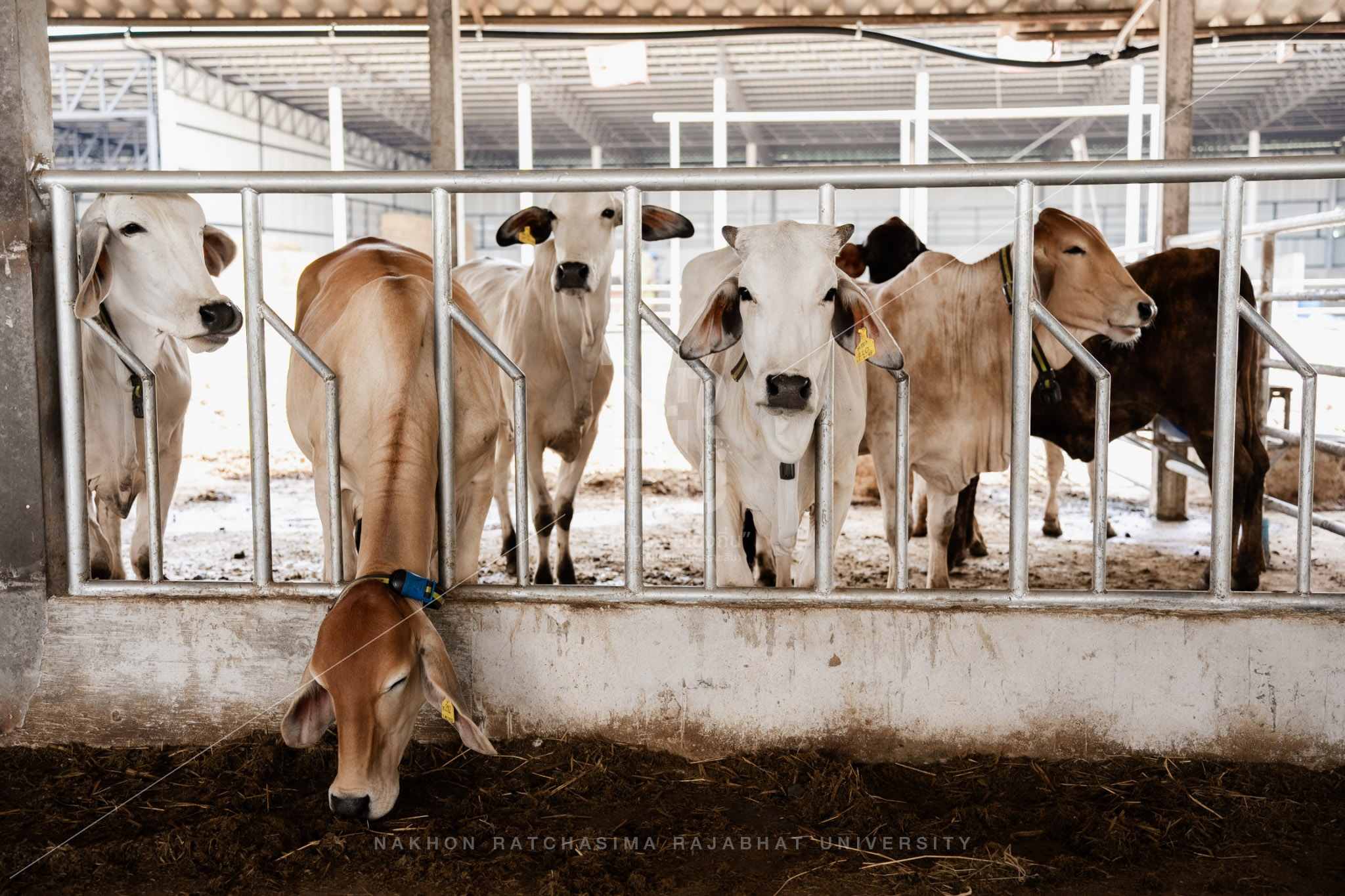 Cow (5)