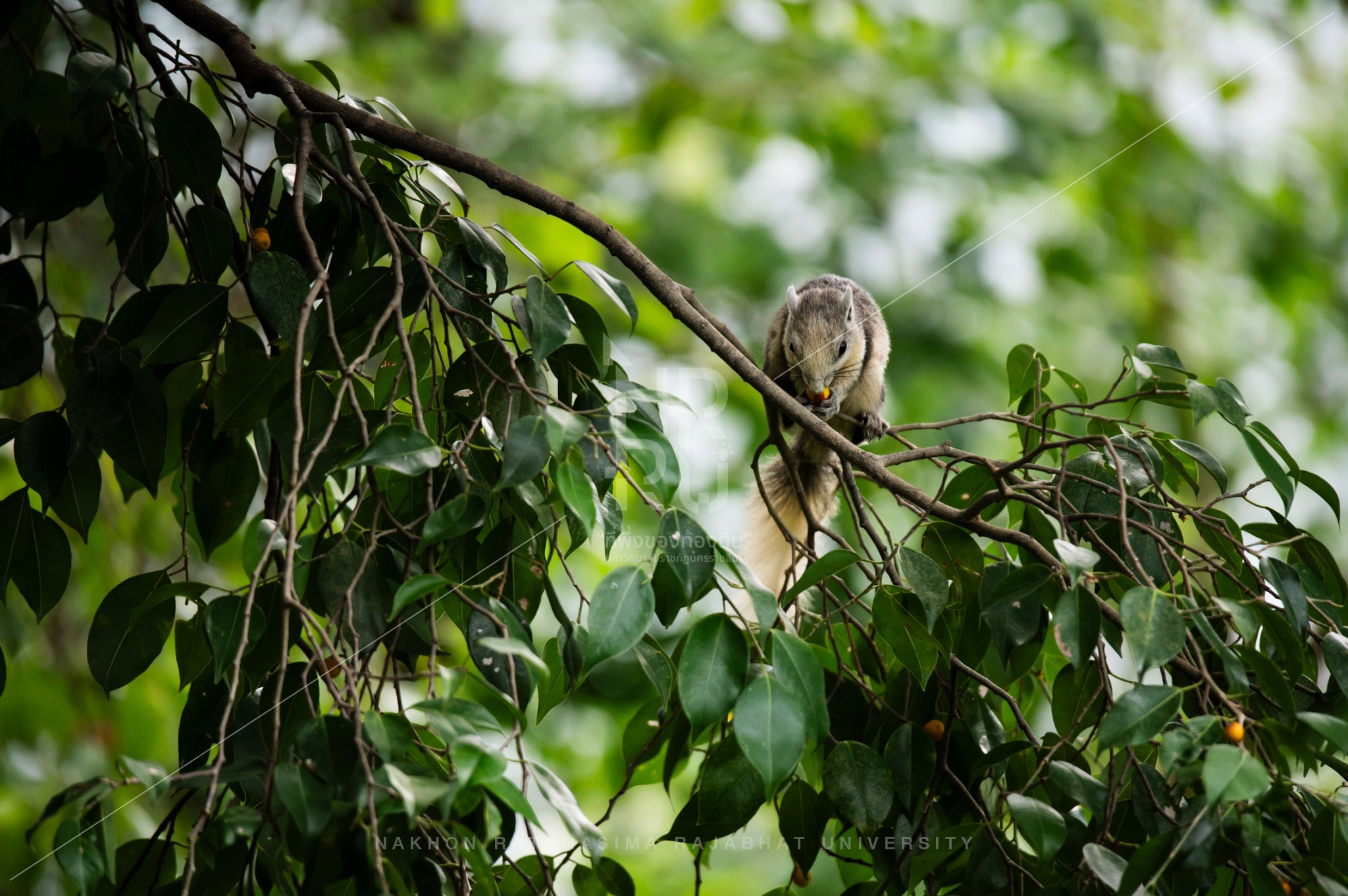 squirrel