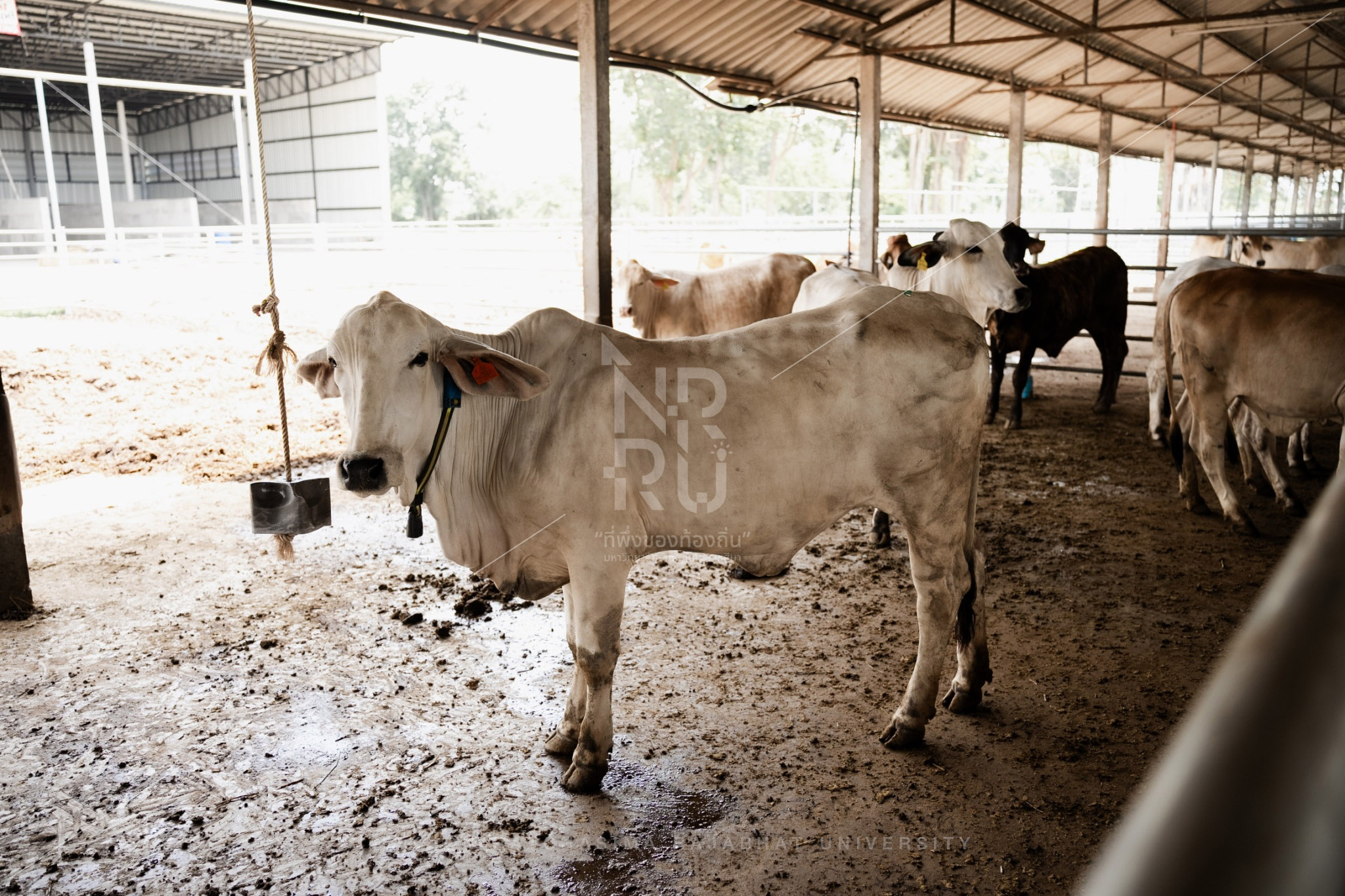 Cow (6)