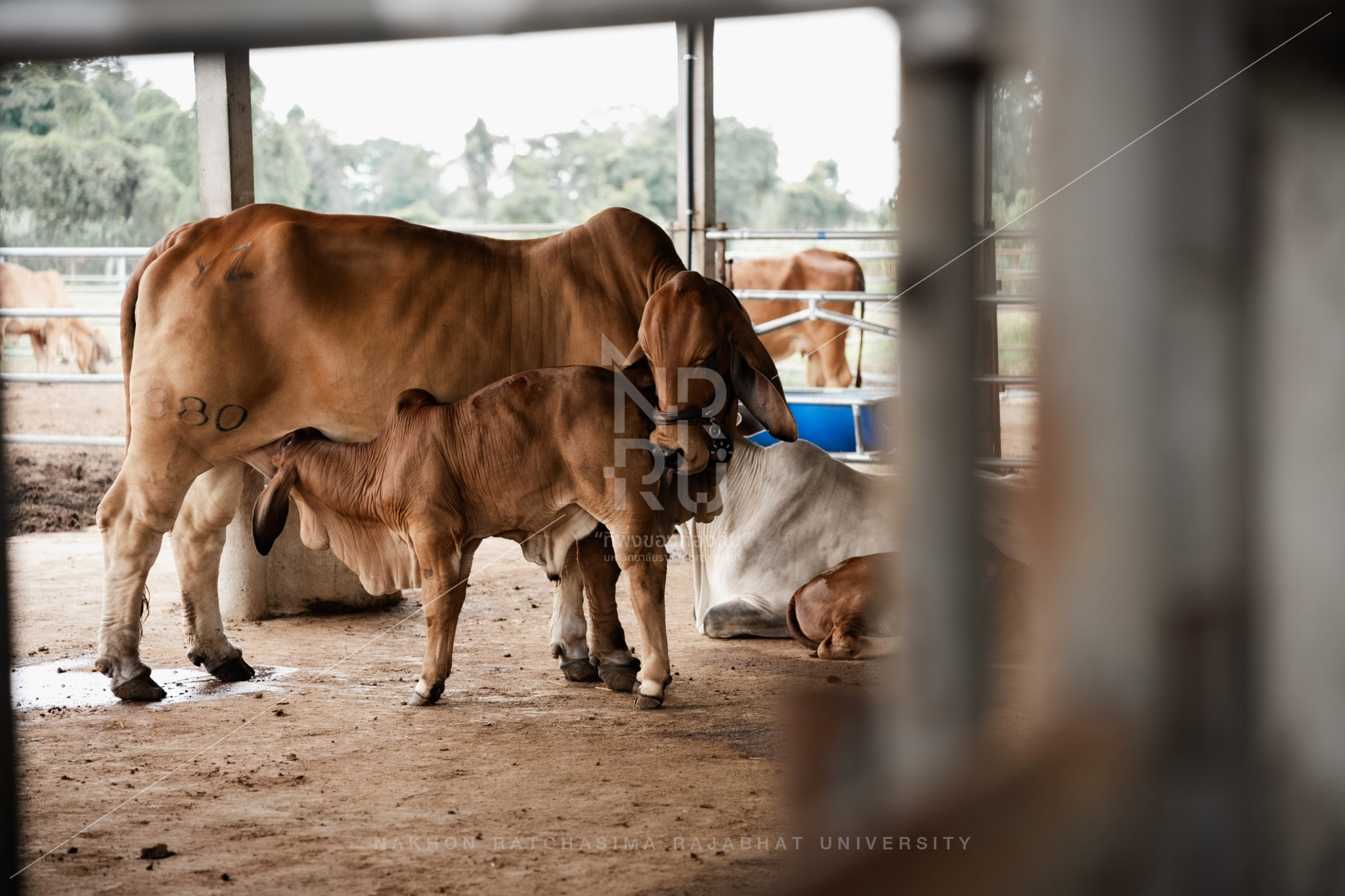 Cow (8)
