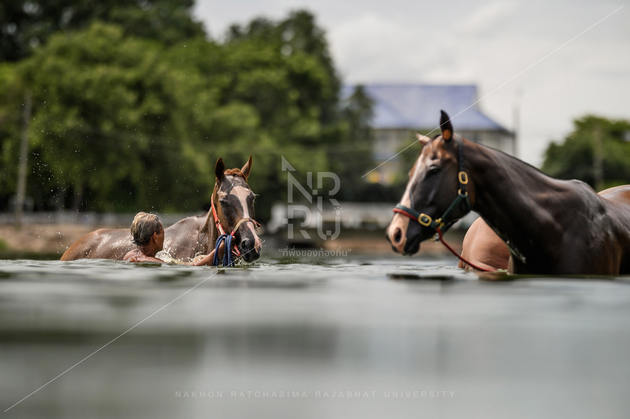 Horse-Raising Community in Mueang District