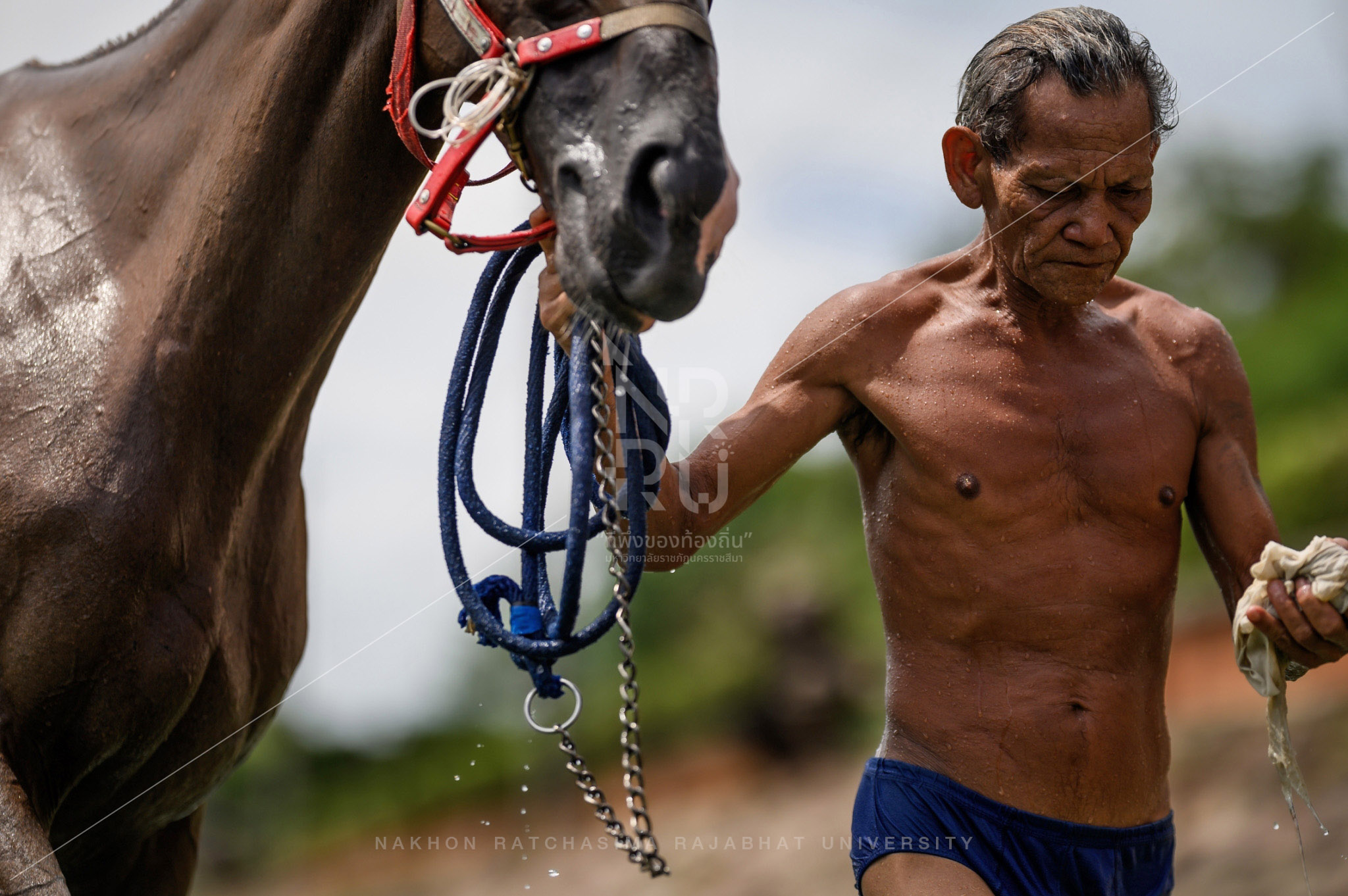 Horse Breeding Community in Mueang District  (5)