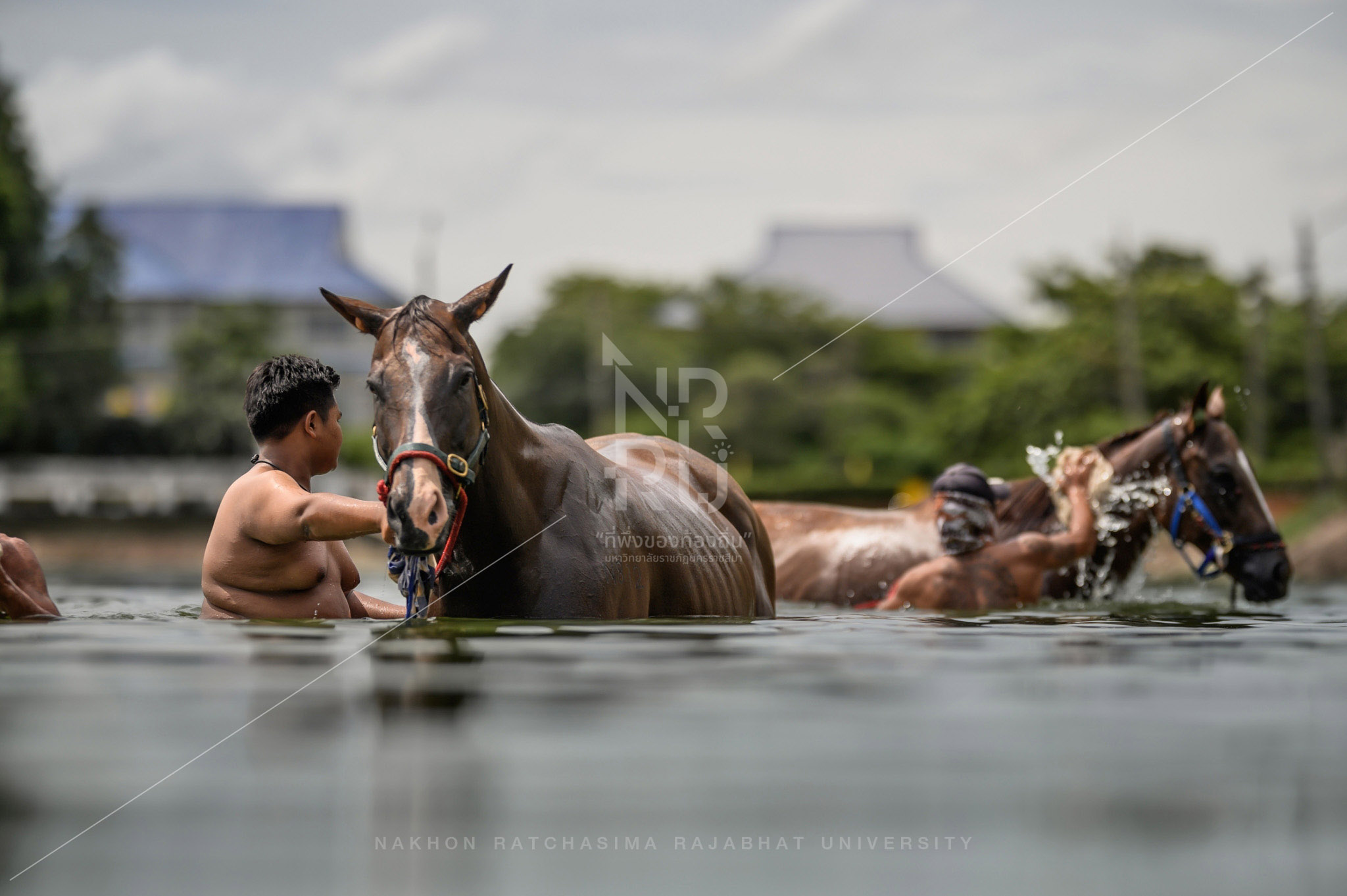 Horse Breeding Community in Mueang District  (4)