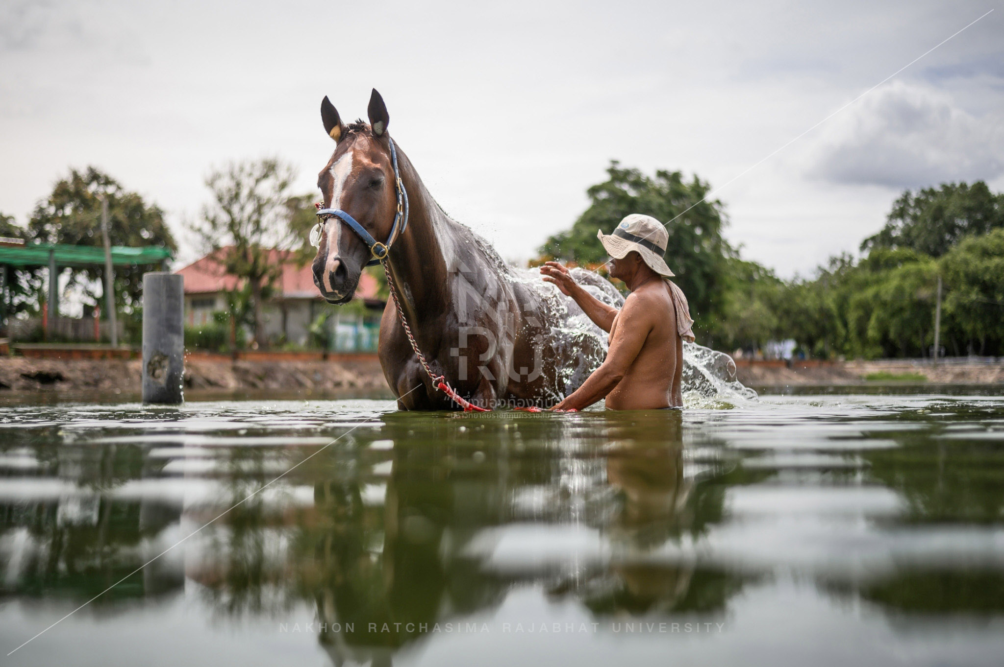 Horse Breeding Community in Mueang District  (2)