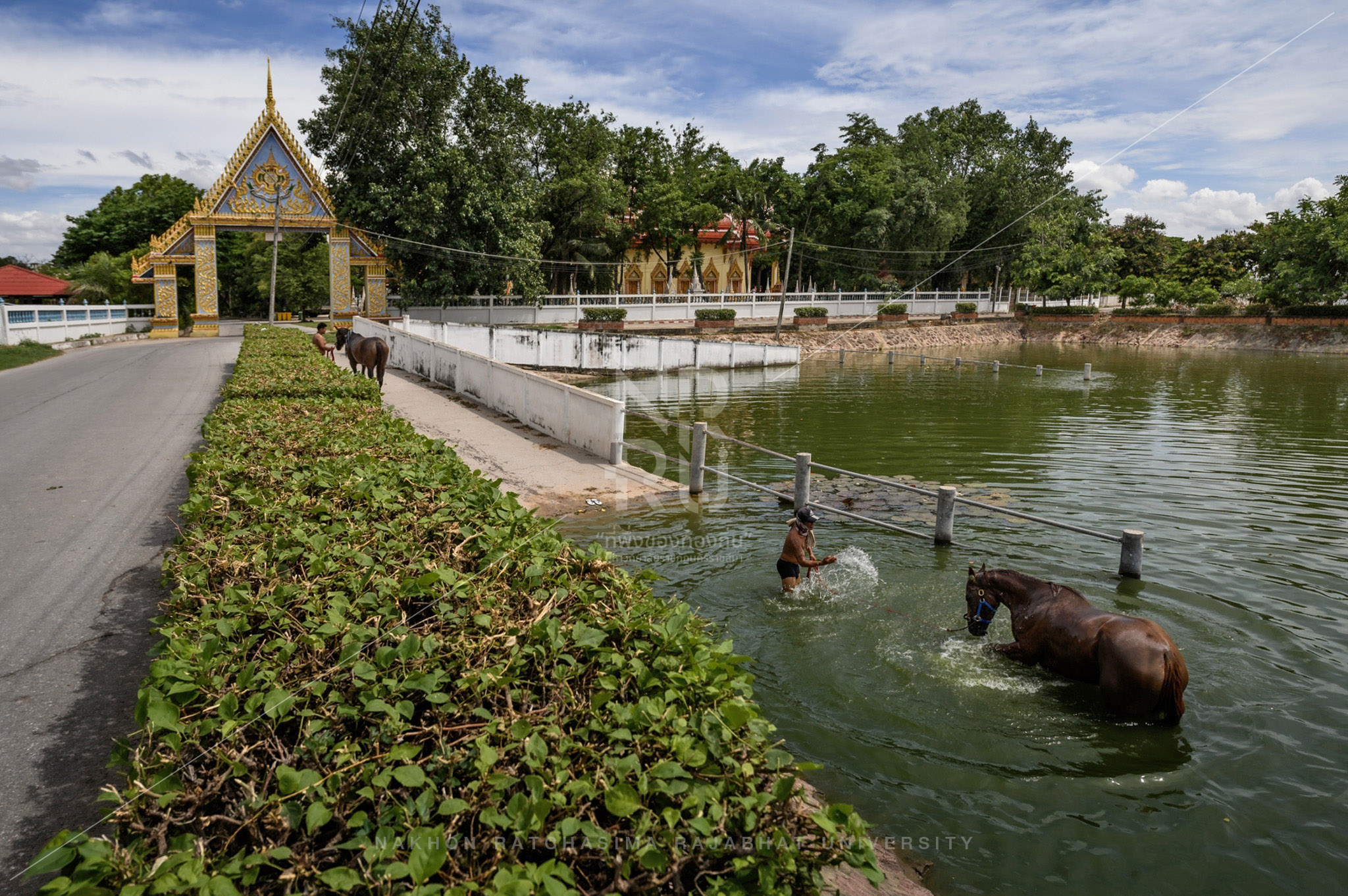 Horse Breeding Community in Mueang District  (1)