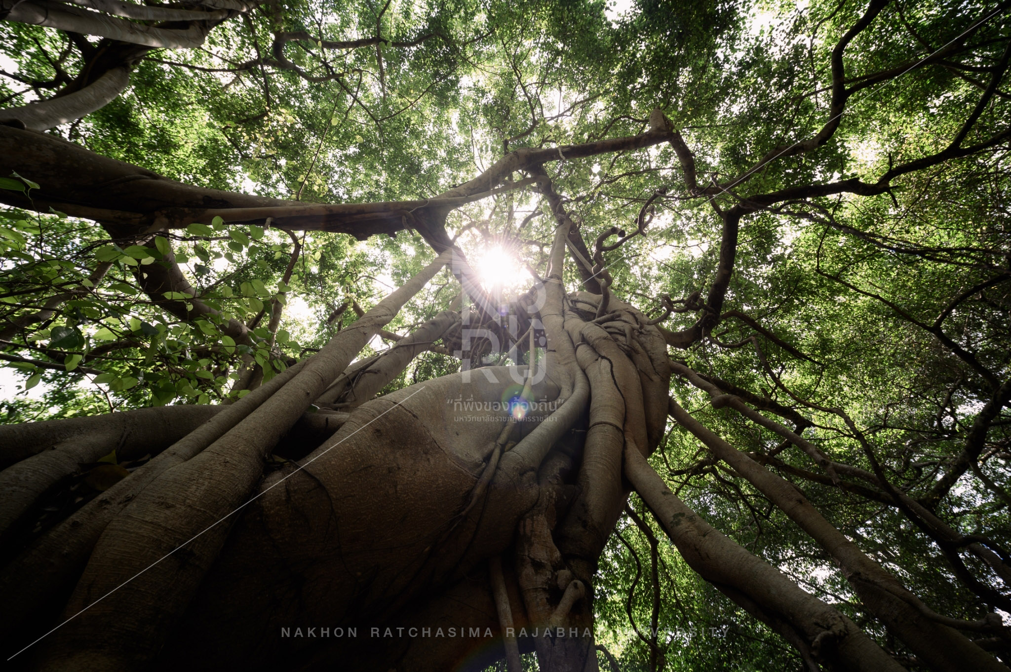 Sai Ngam (Giant Banyan Tree) in Chaloem Phra Kiat District