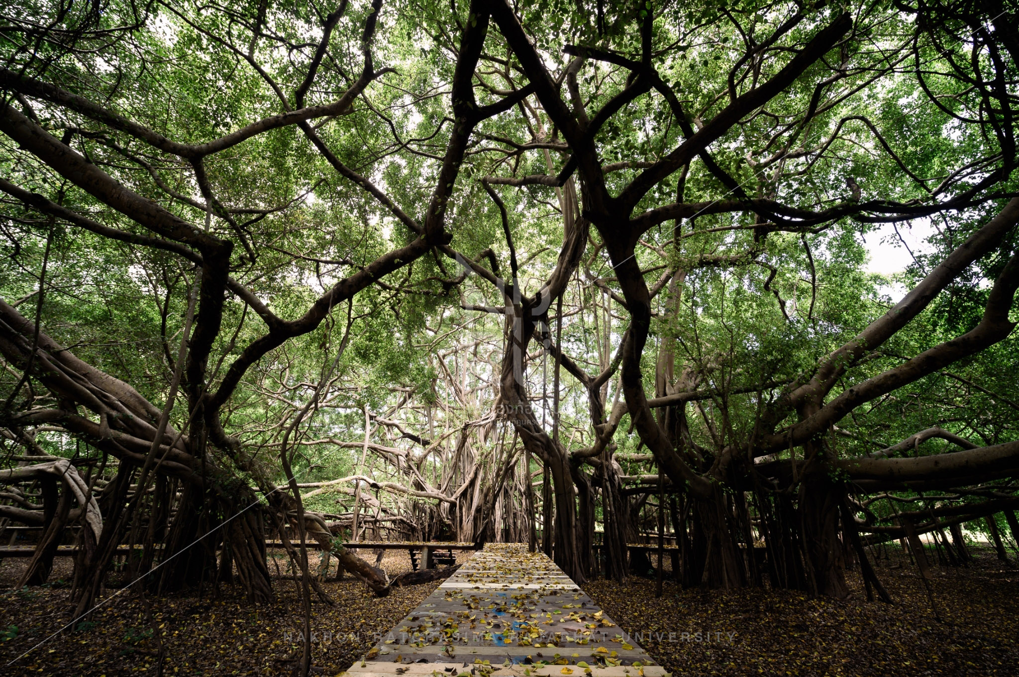 Sai Ngam (Giant Banyan Tree) in Chaloem Phra Kiat District