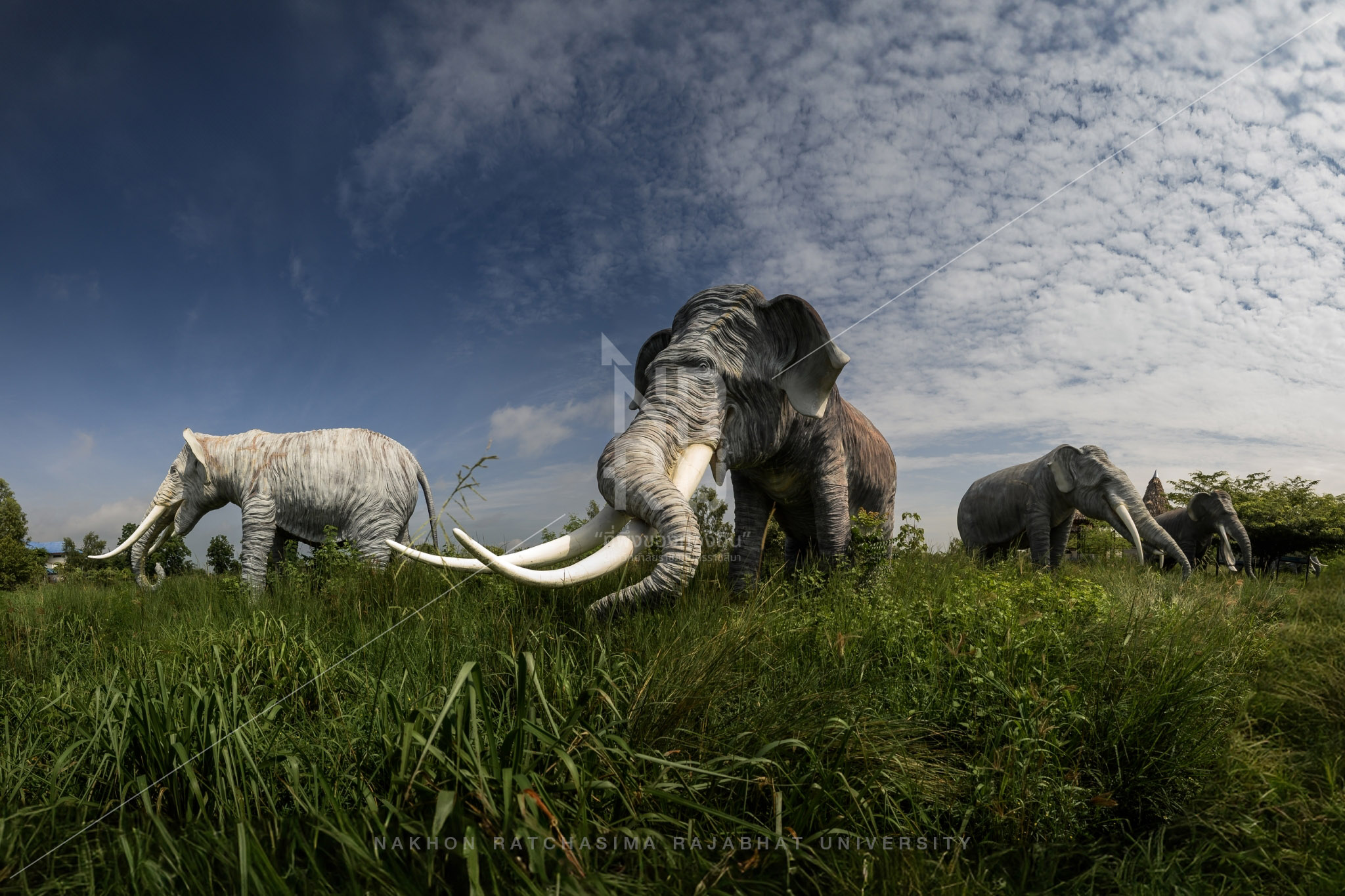 Elephant Herd in Chaloem Phra Kiat District