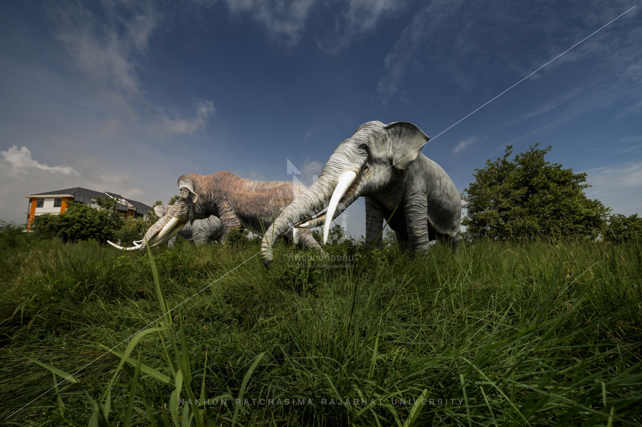 Elephant Herd in Chaloem Phra Kiat District