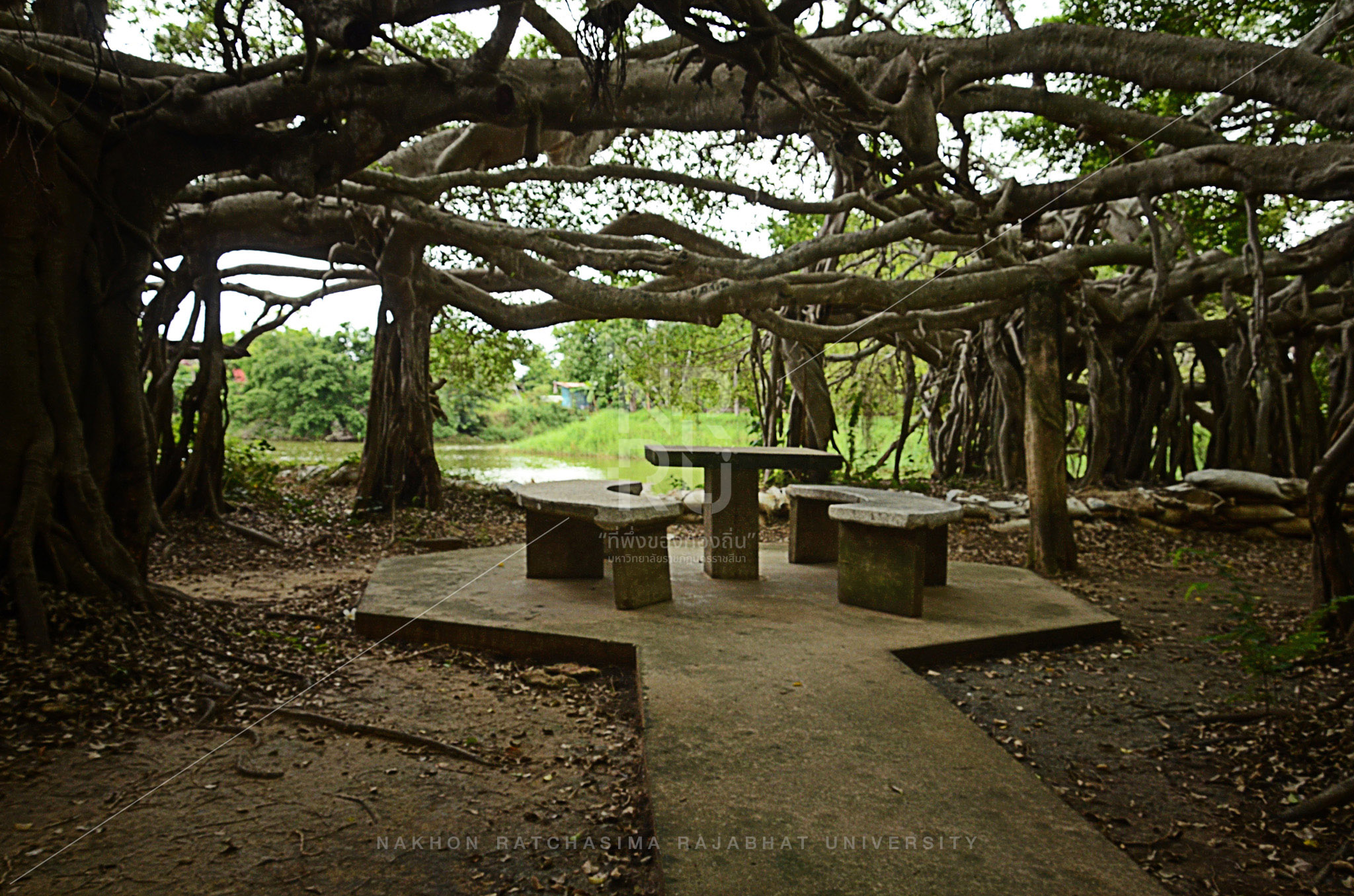 Sai Ngam (Giant Banyan Tree) in Phimai District (6)